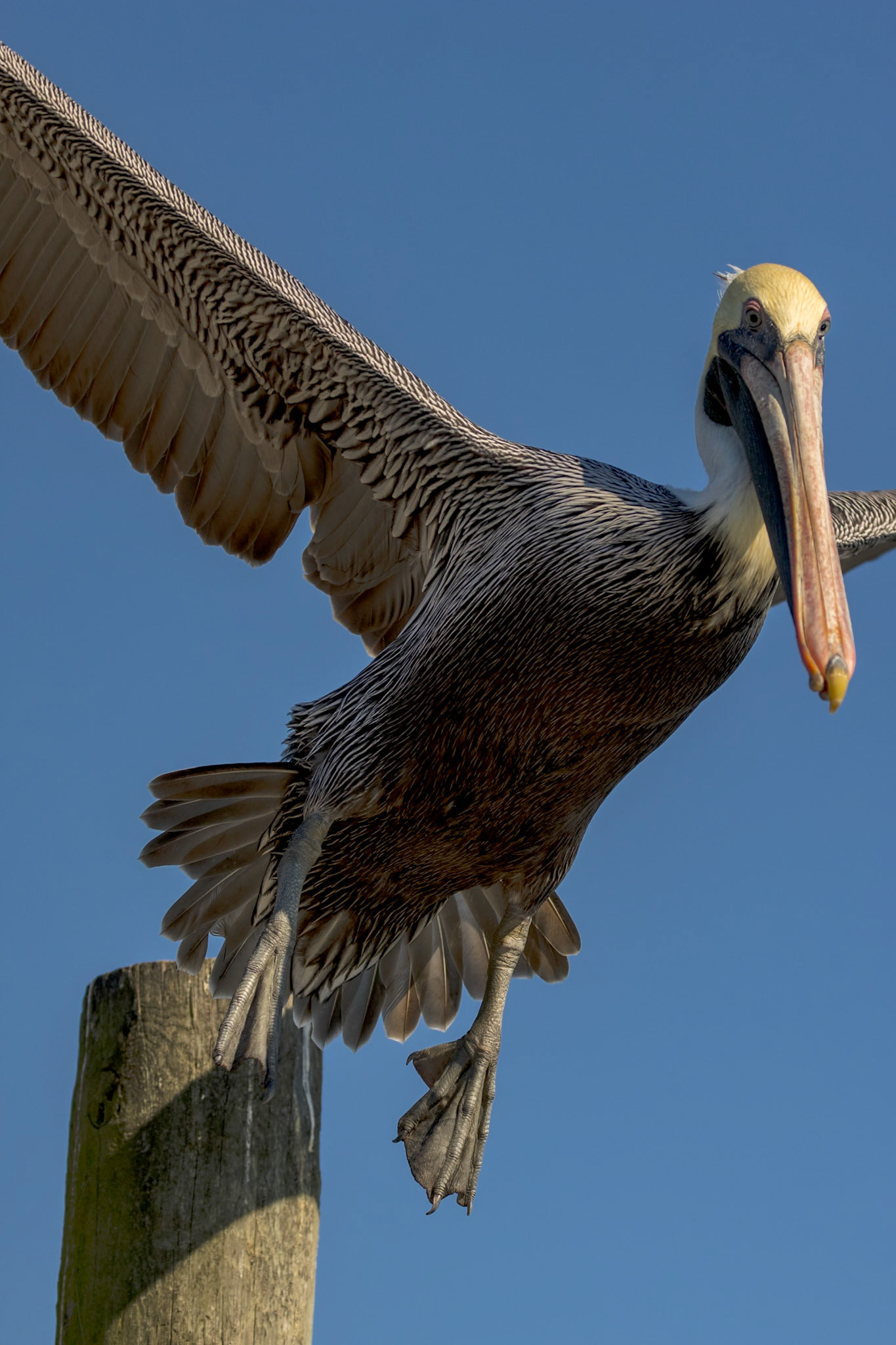 Brown pelican 78, Calabash docks