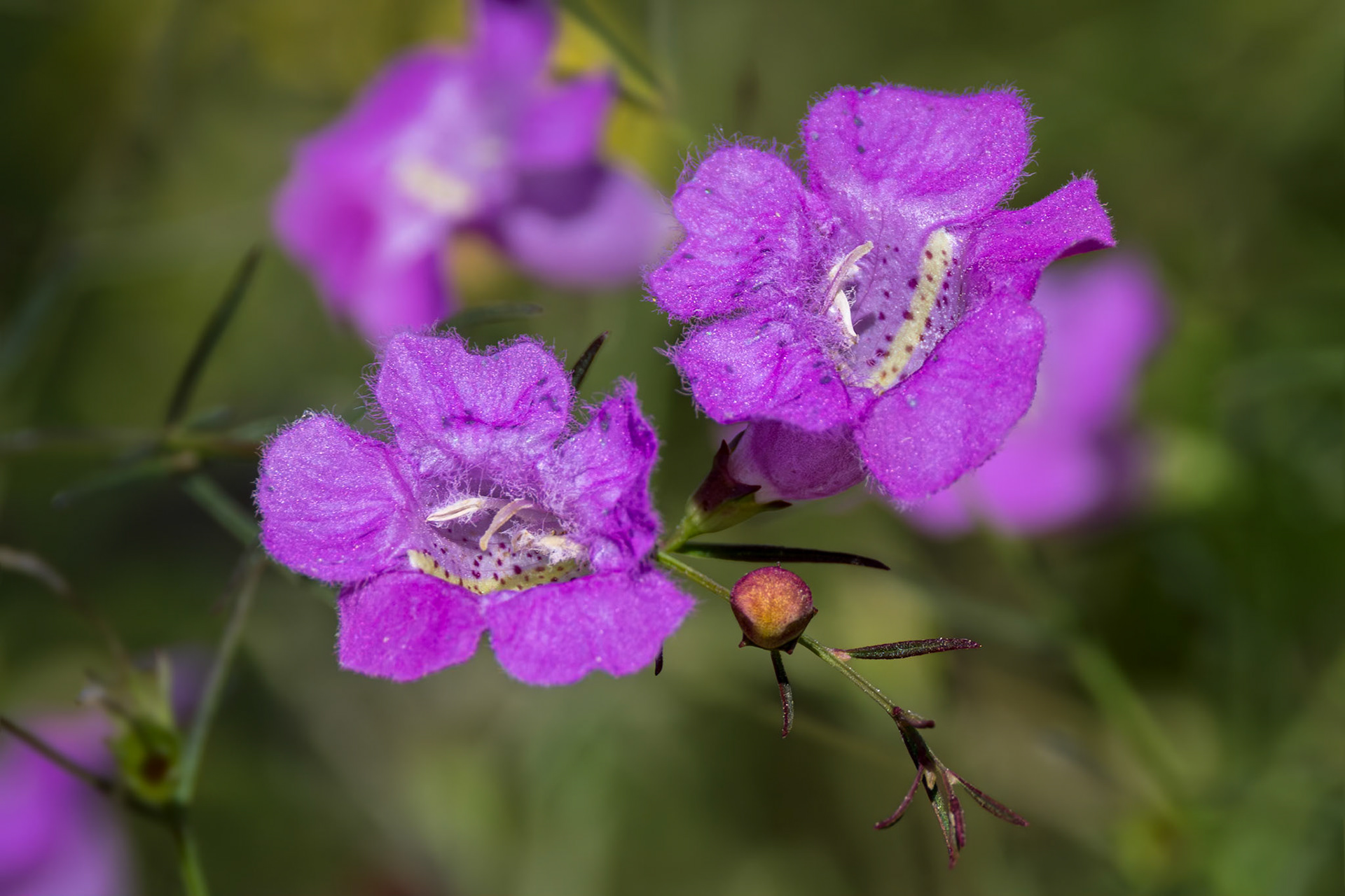 Purple false foxglove 2, Green Swamp area