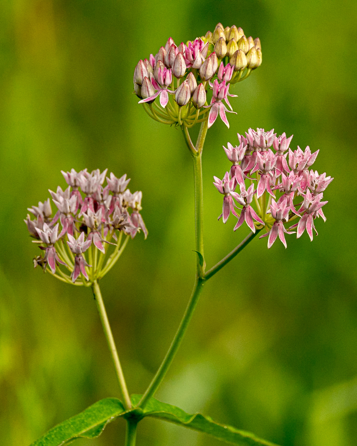 Purple savannah milkweed 4, Greater Green Swamp Area