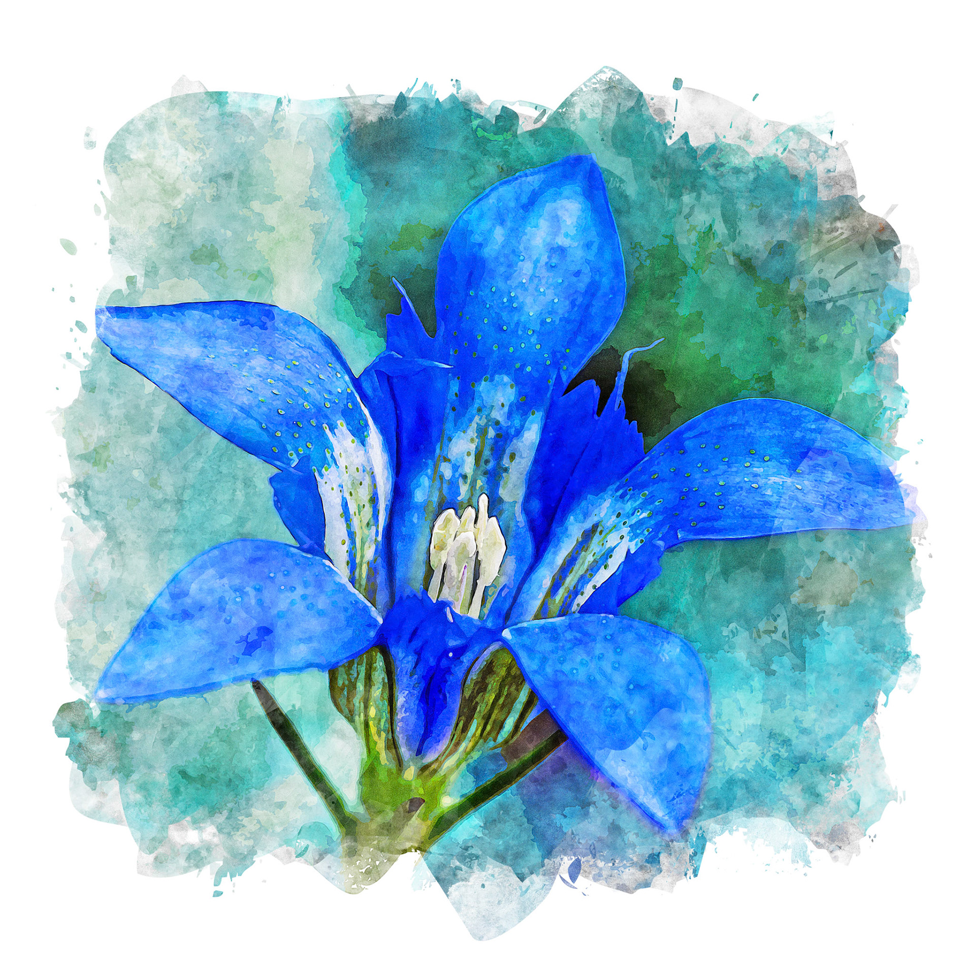 Pine barren gentian 1, Green Swamp Preserve
