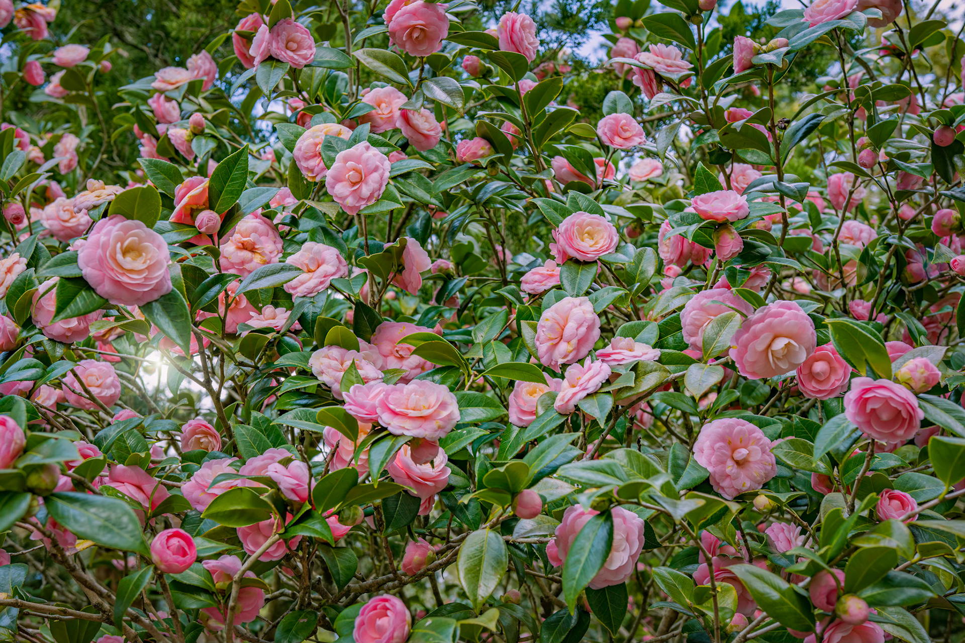 Camellia 7, Airlie Gardens