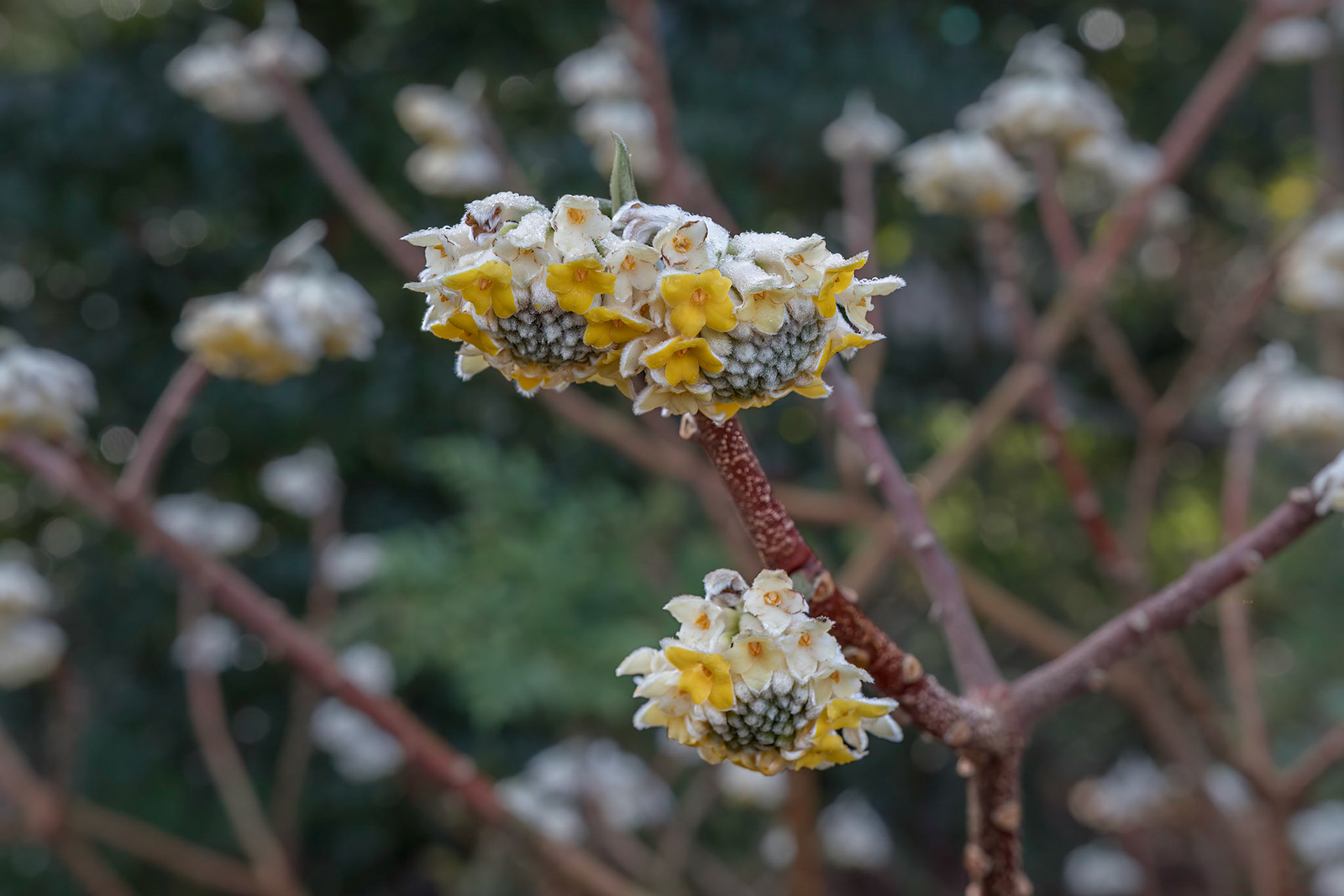 Oriental paperbush 2, New Hanover County Arboretum