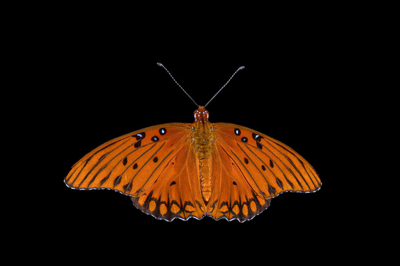 Gulf fritillary 7, Brunswick County Botanical Gardens