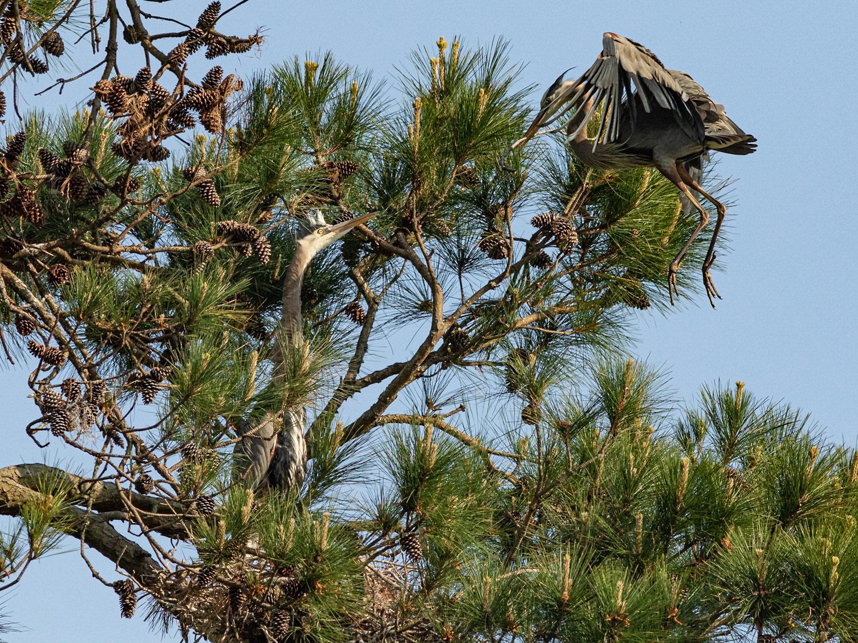 Rookery 8, Sea Trail