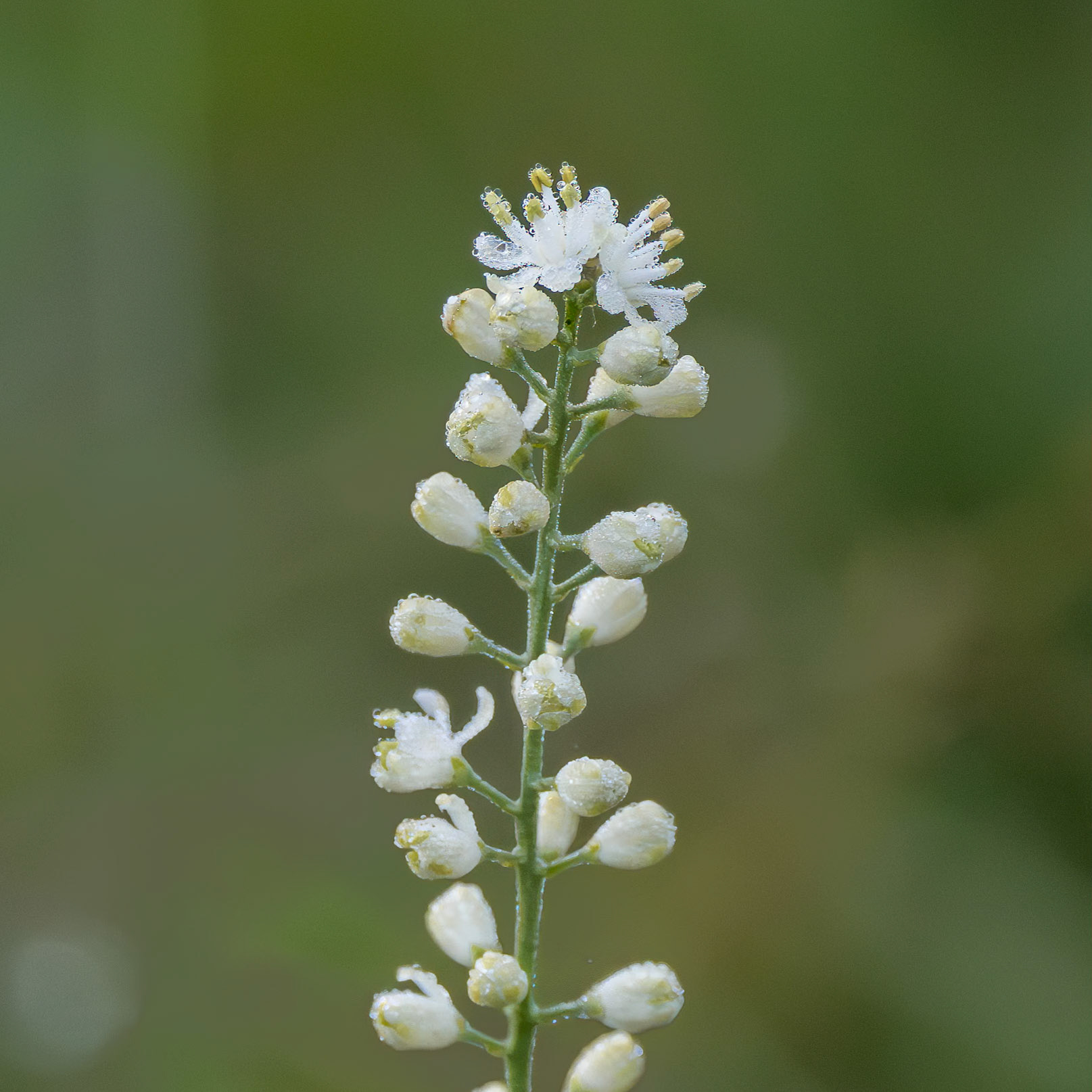 False asphodel 1, Green Swamp Preserve