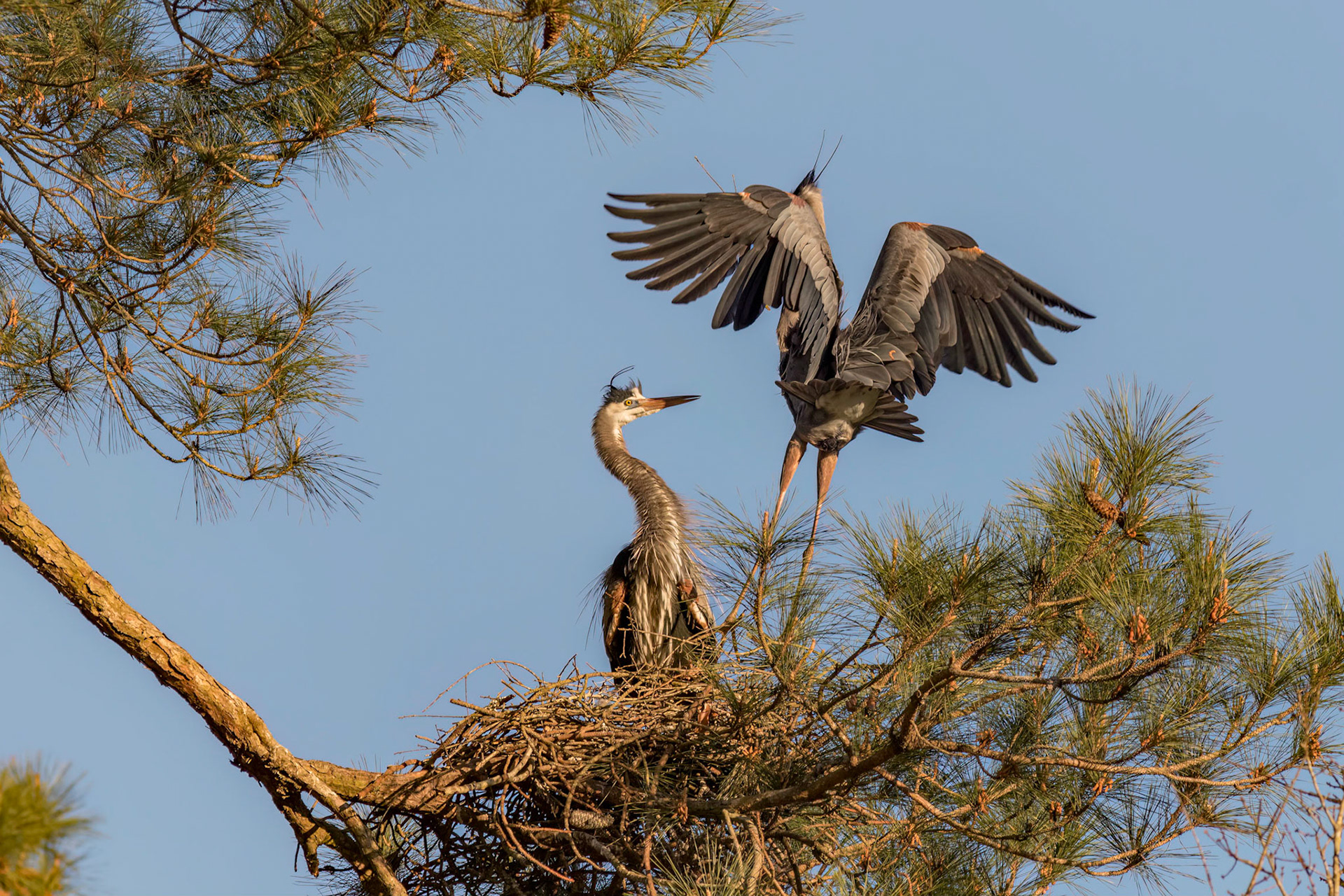 Rookery 57, Sea Trail