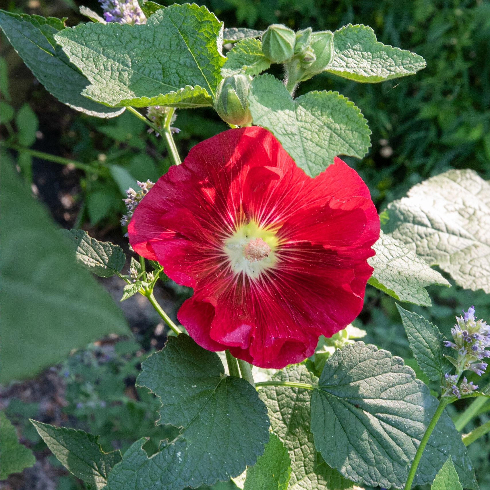 Fearrington Village, NC 14