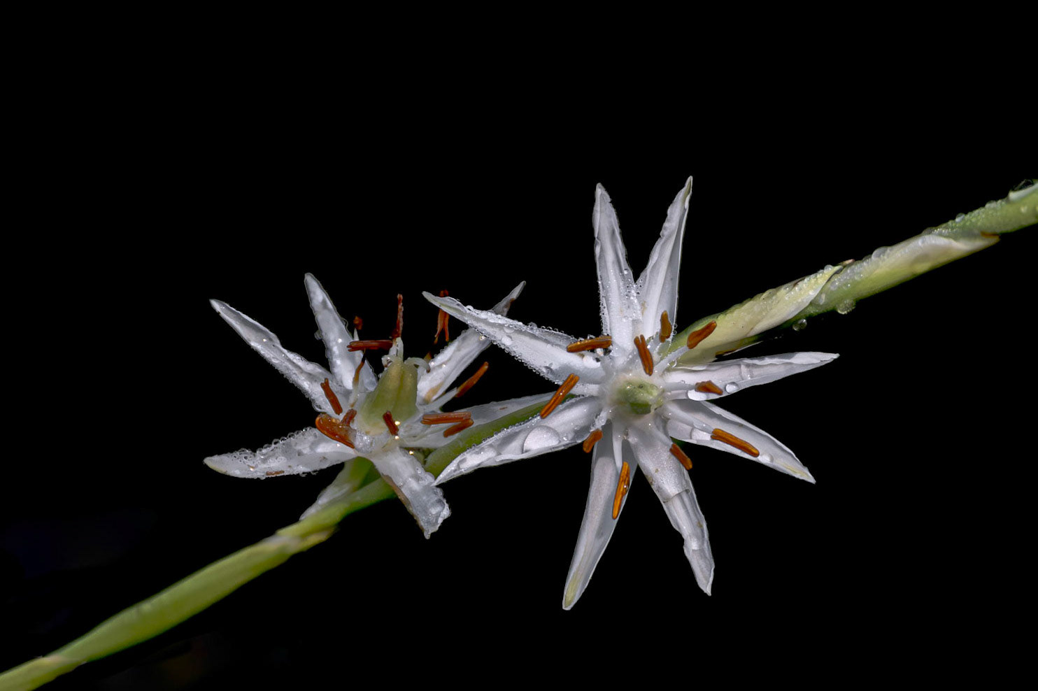 Rush featherling 1, Piney Ridge Nature Preserve