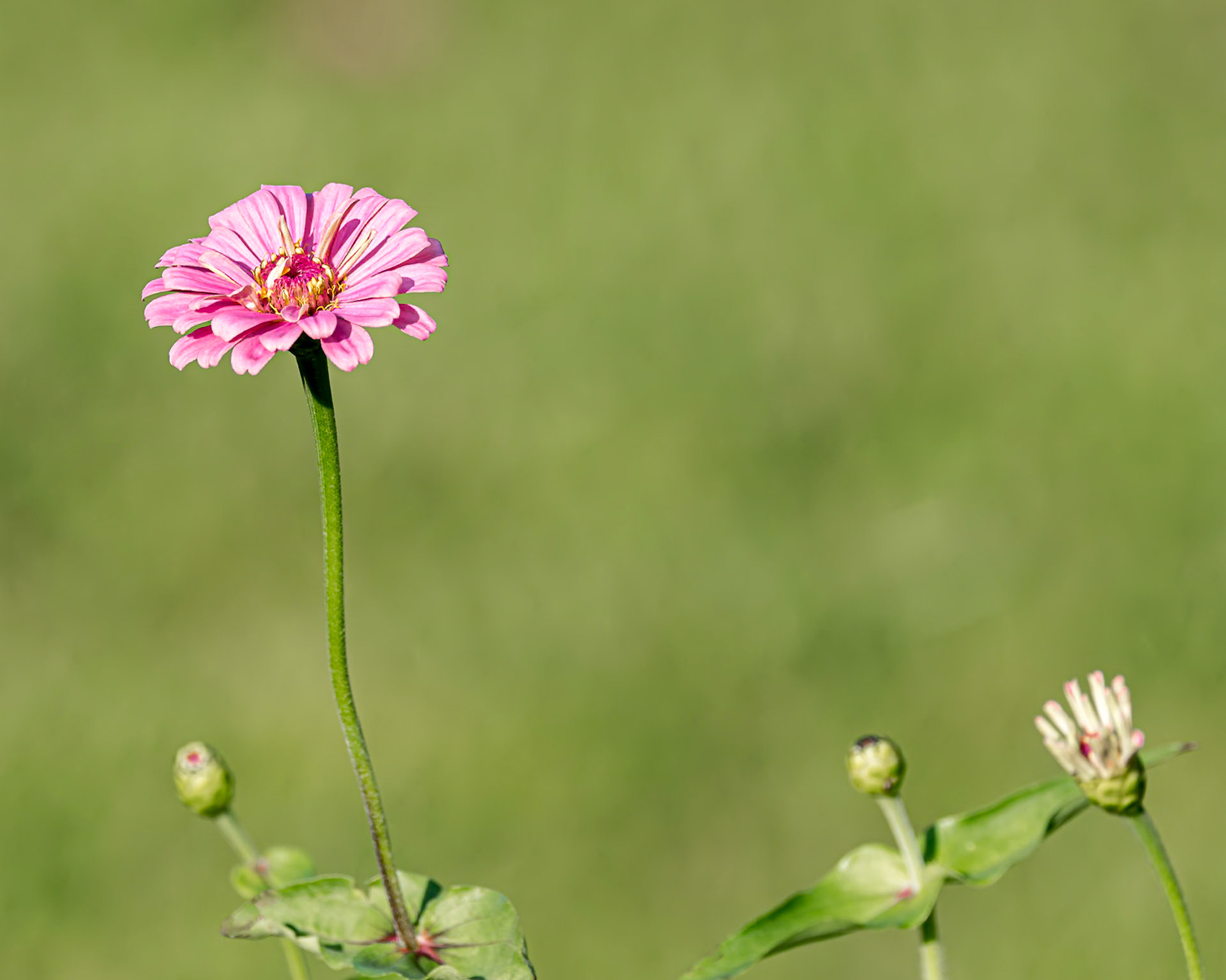 Zinnia 9, Private home in Calabash, NC