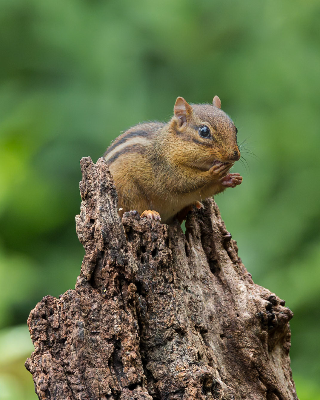 Chipmunk 8, The Nut House, Clemson, SC