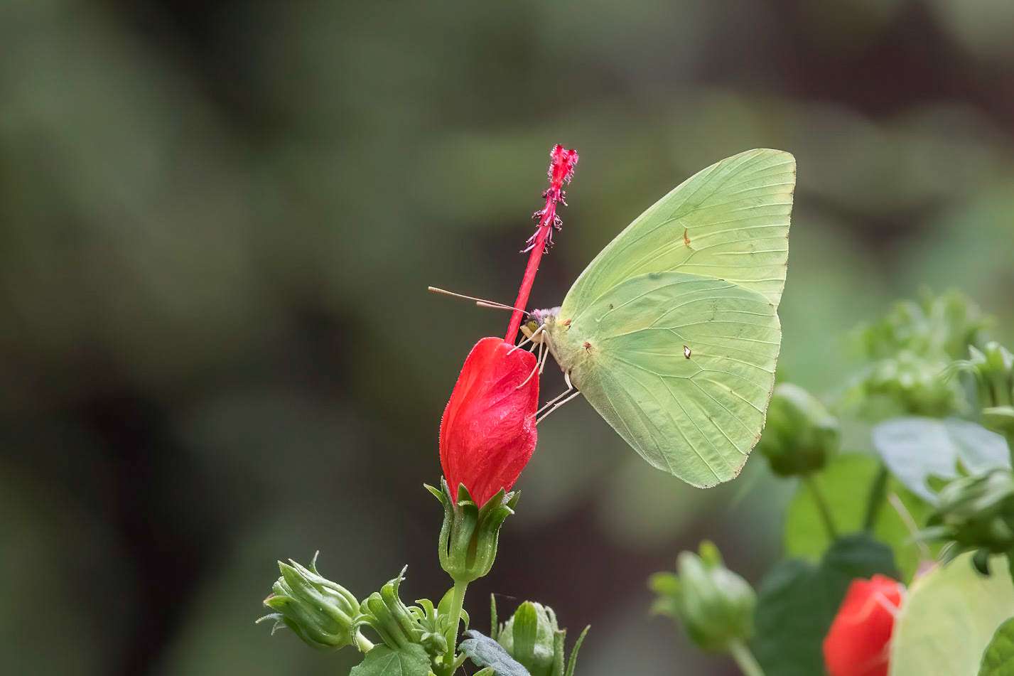 Cloudless sulfur on wax mallow 2, Brunswick County Botanical Gardens