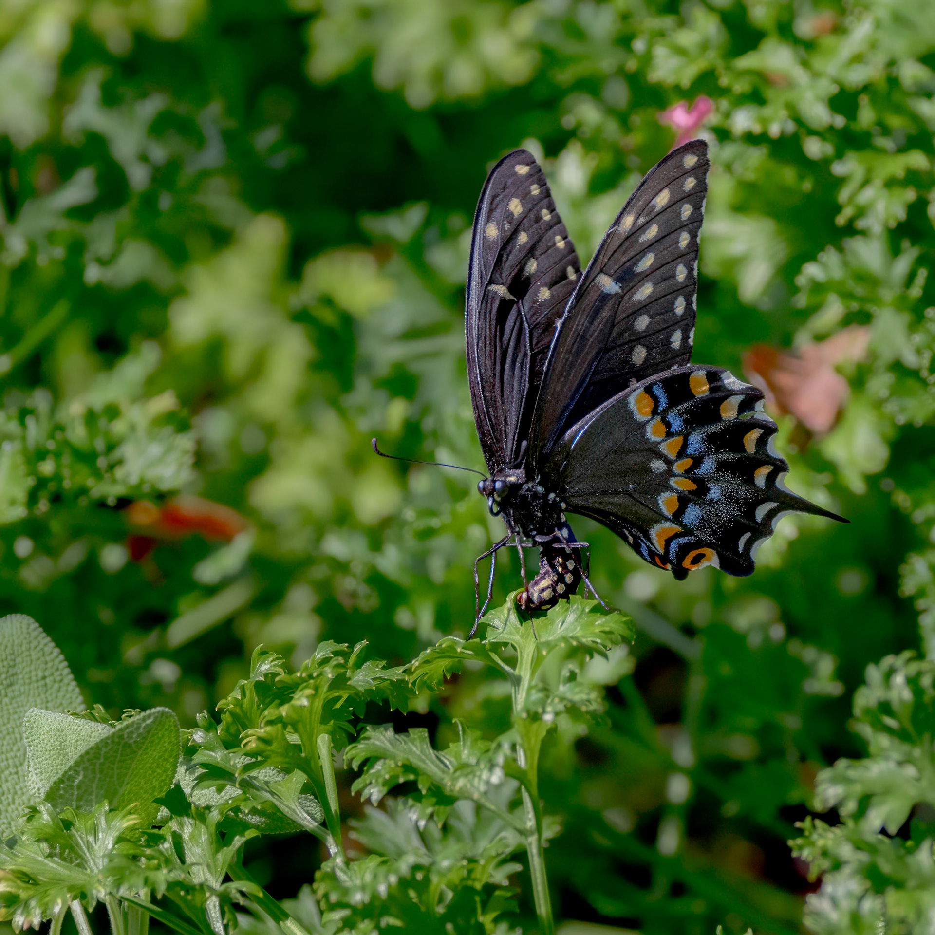 Female spicebush swallowtail  laying eggs 2, Brunswick County Botanical Gardens