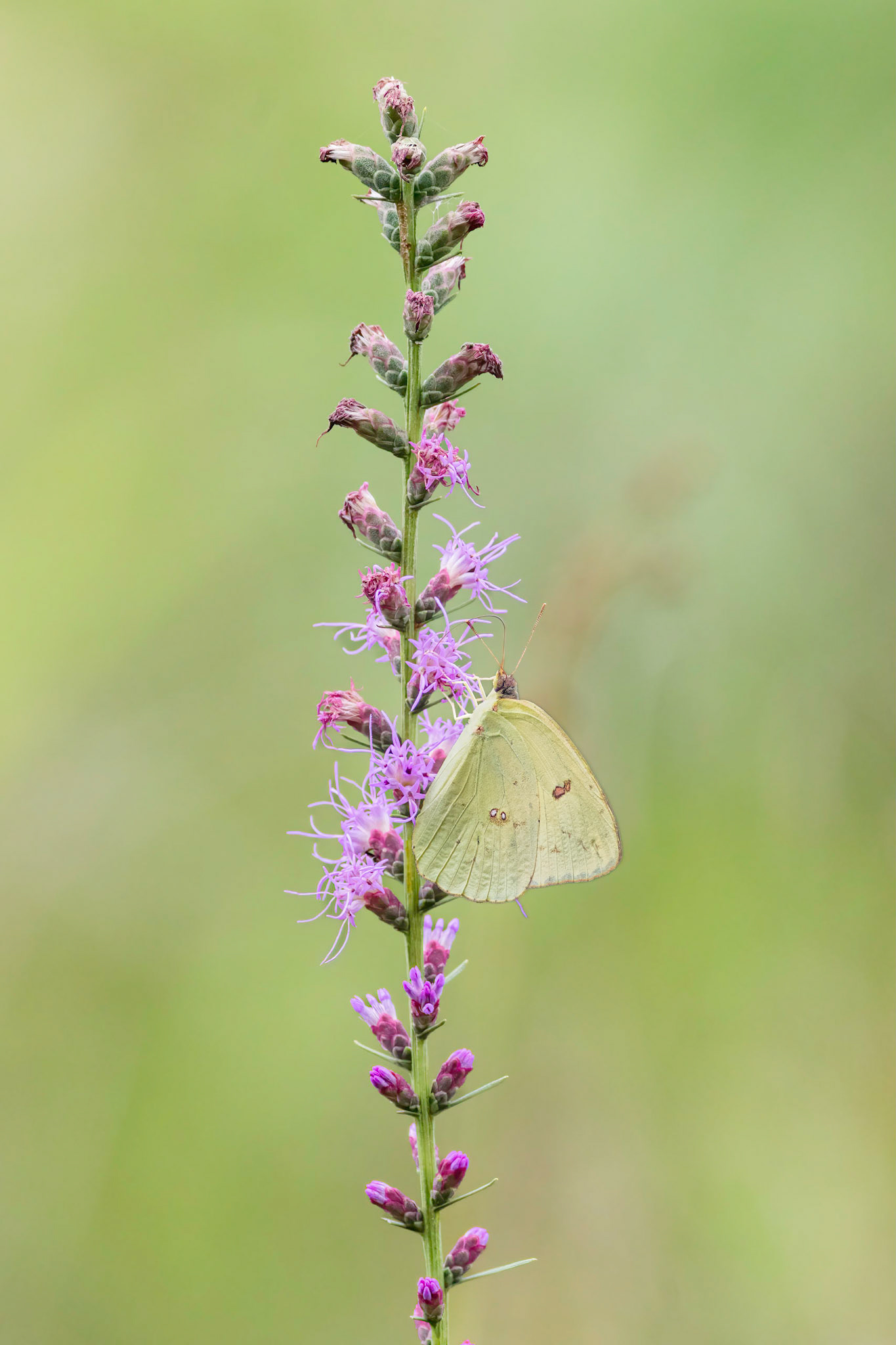 Dense blazing star with cloudless sulfur 4, Green Swamp area