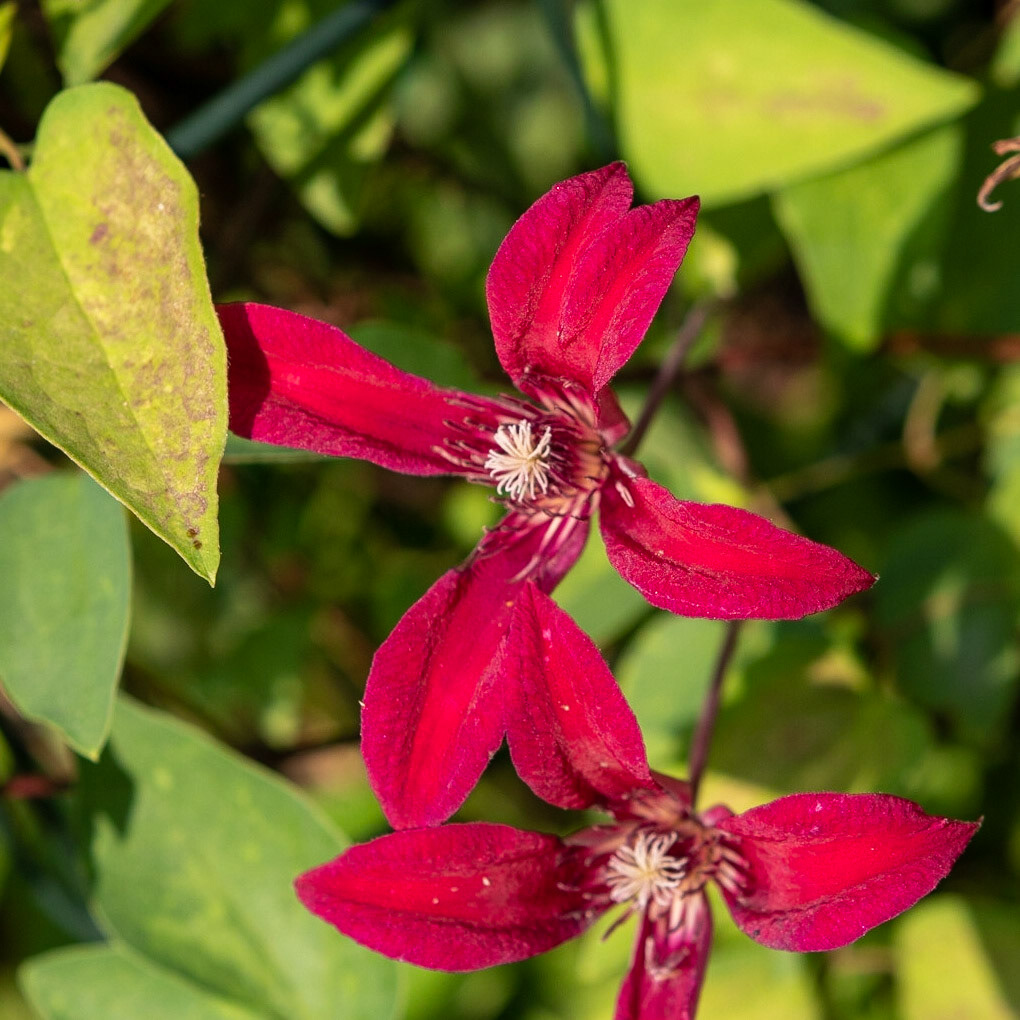 Fearrington Village, NC 17