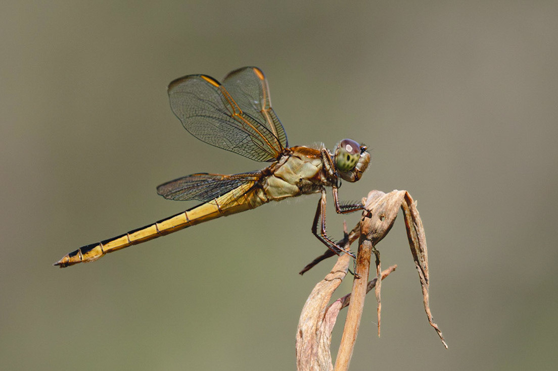 Needham's Skimmer 1. , Huntington Beach State Park, SC
