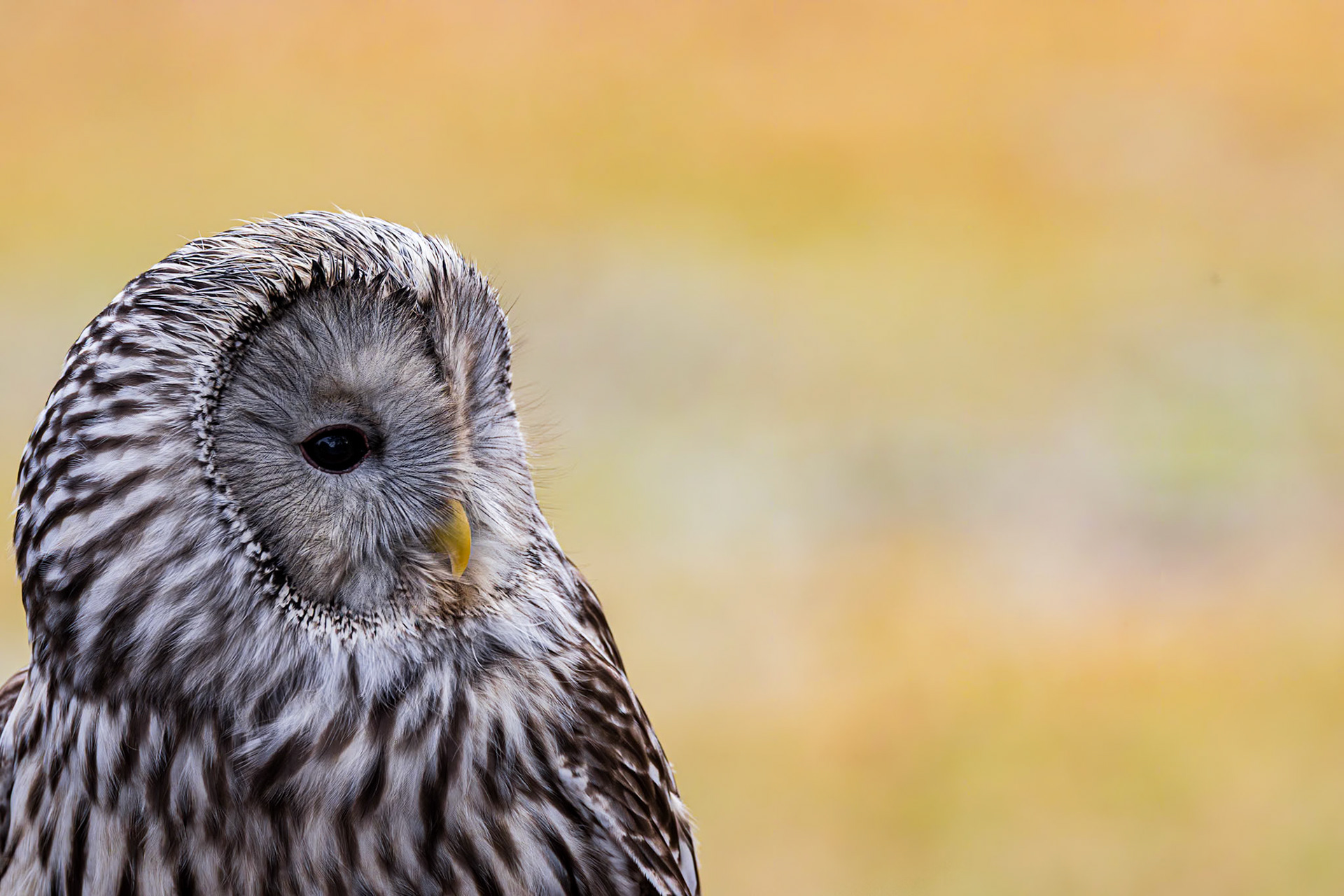 Ural Owl 9, Center for Birds of Prey, Awendaw, SC