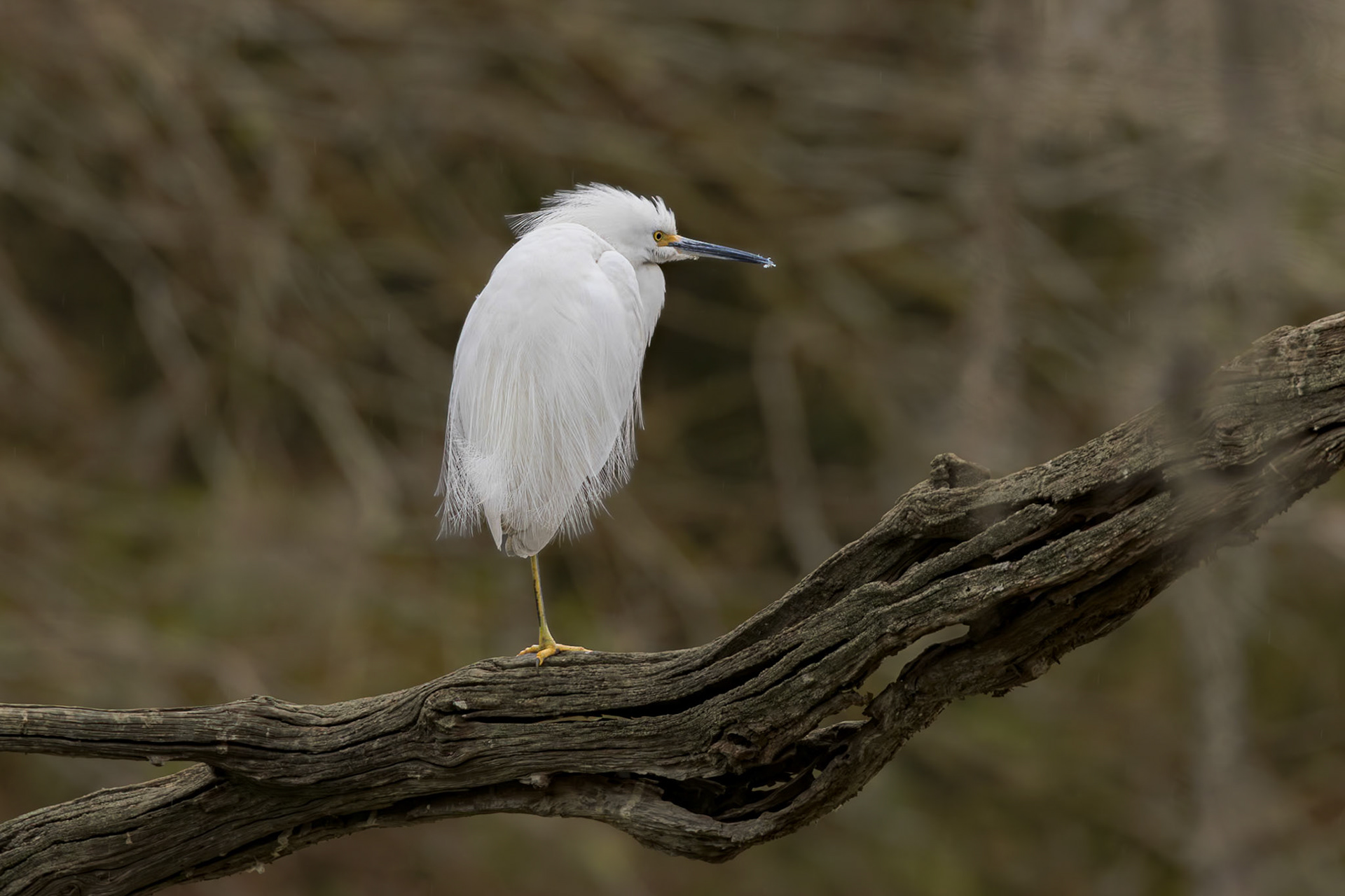 Snowy egret 24, Magnolia Cemetery