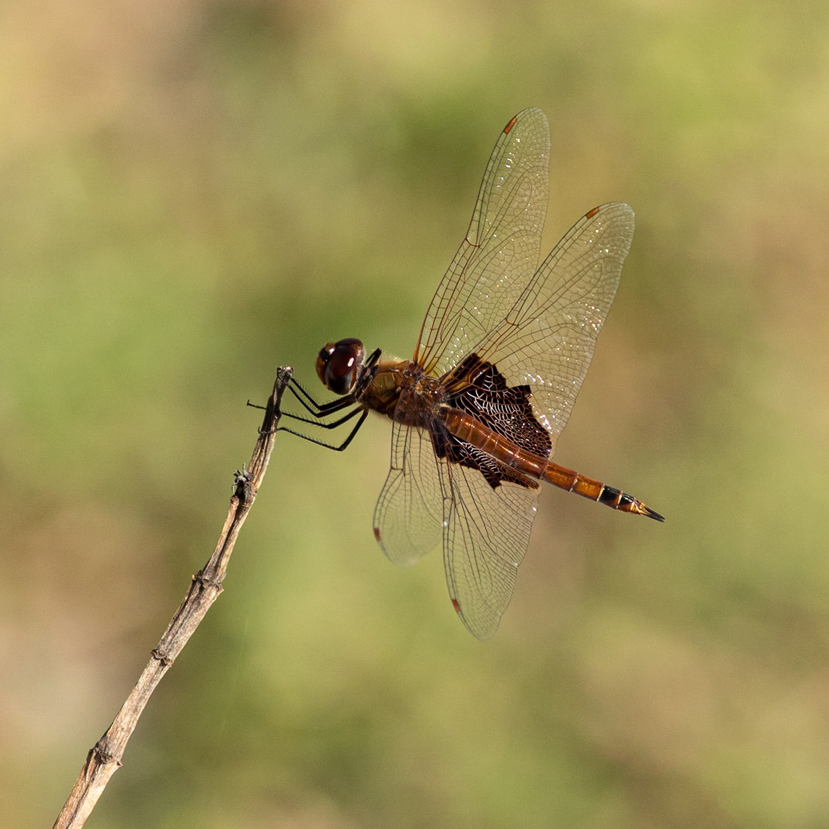 Carolina saddlebags dragonfly 1, OIB east end