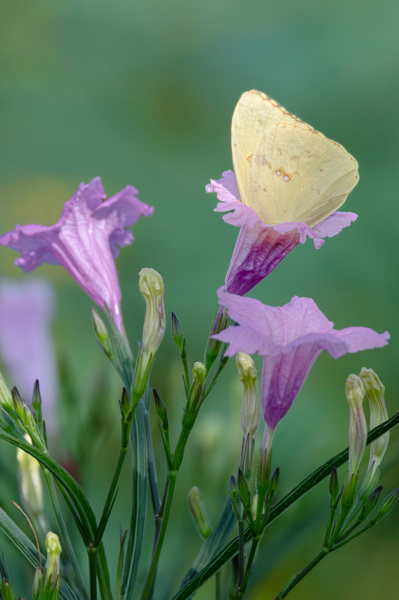 Cloudless sulfer on petunia 3, Brunswick County Botanical Gardens