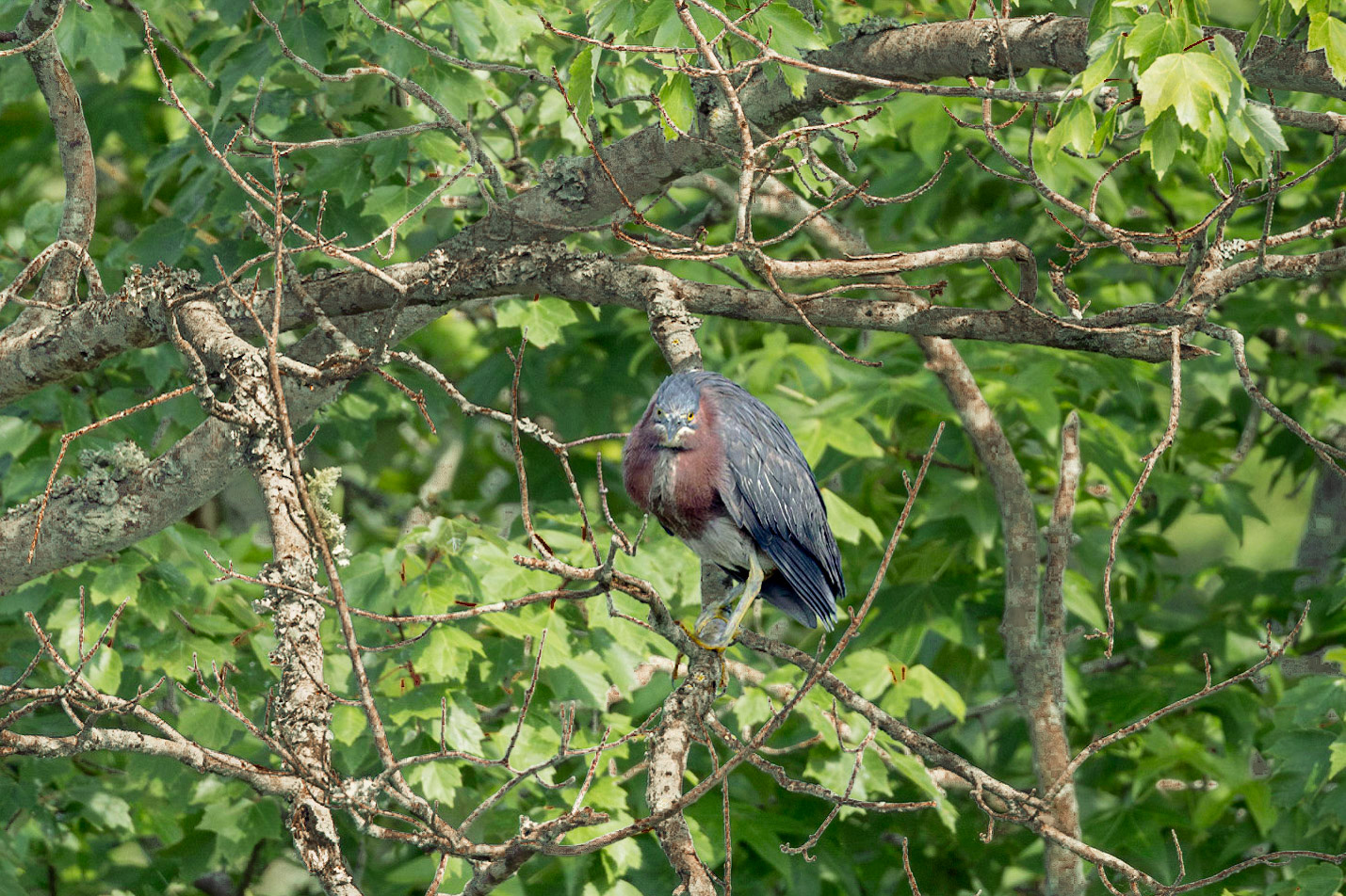 Green heron 9, Sea trail