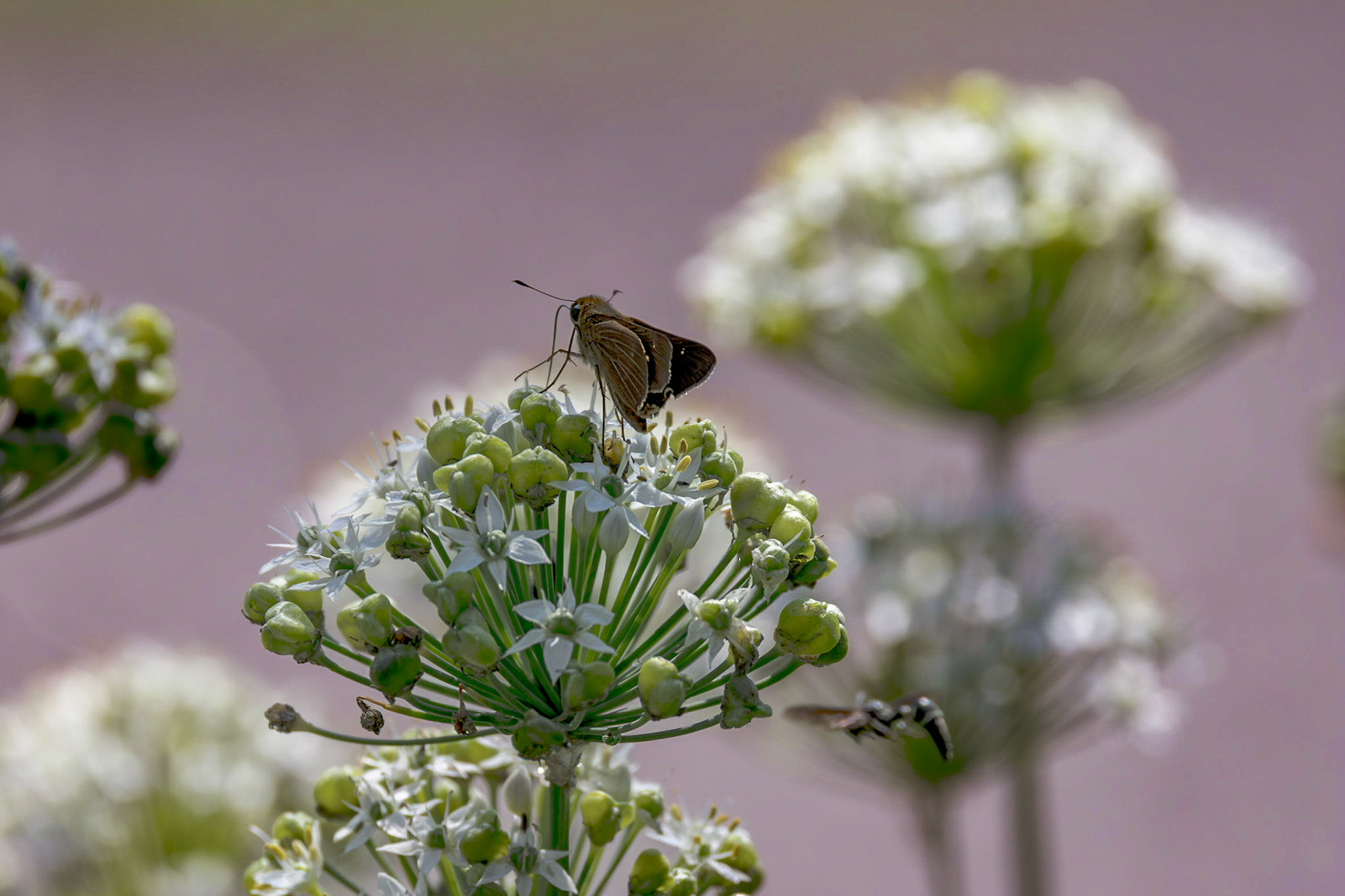 Silver spotted skipper on garlic 3, Brunswick County Botanical Gardens
