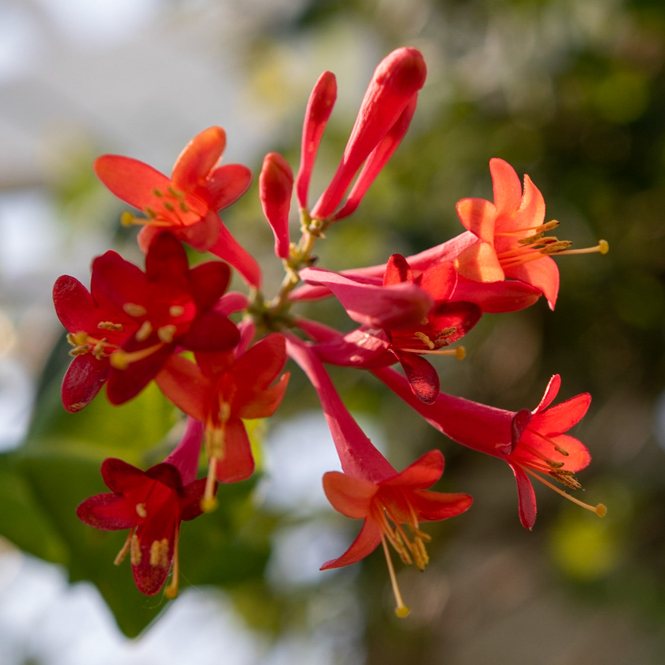 Fearrington Village, NC 6