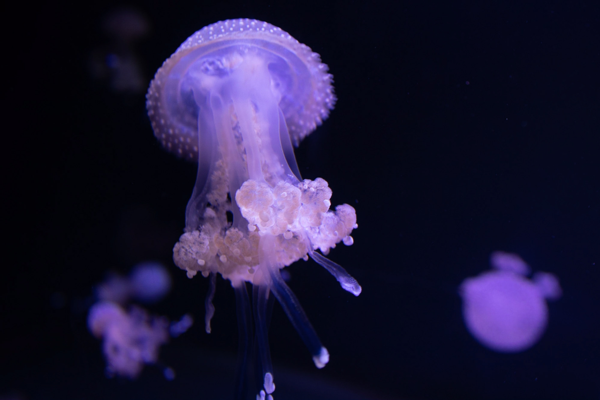 Jellyfish 4, Fort Fisher