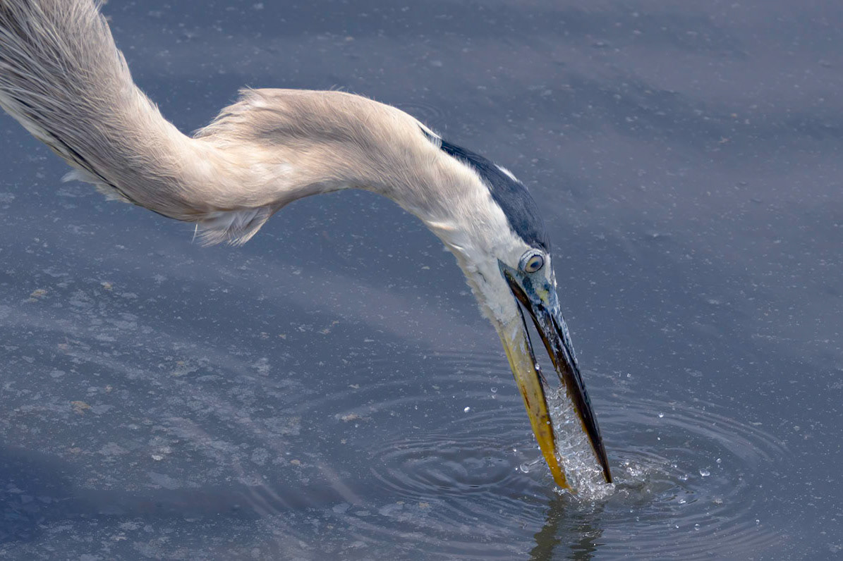 Great blue heron 78, Huntington Beach State Park, SC