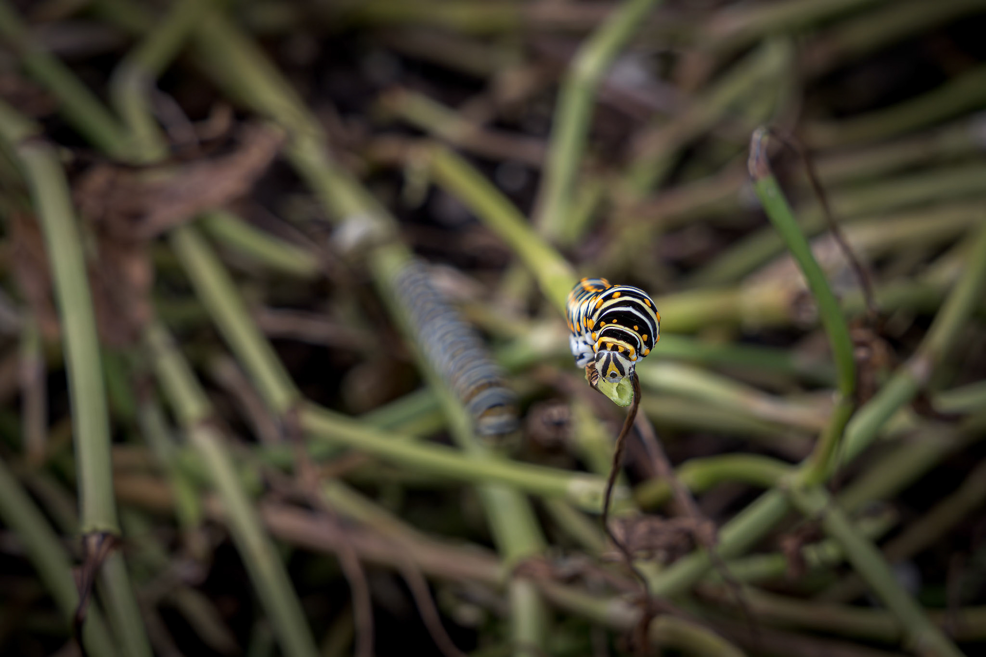 Black swallowtail caterpillar 9, Private home in Calabash, NC