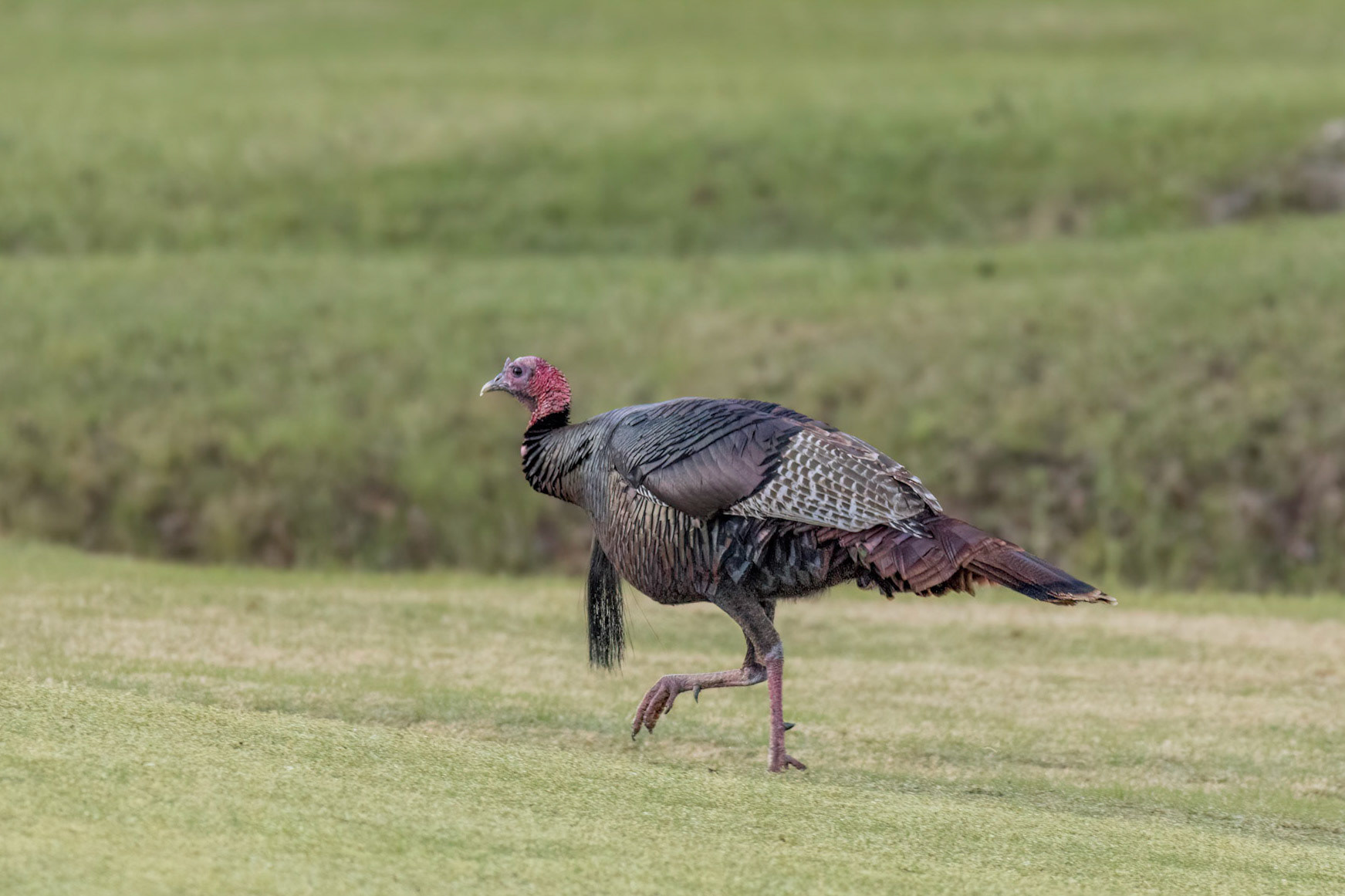 Wild turkeys 2, Sea Trail, Sunset Beach, NC