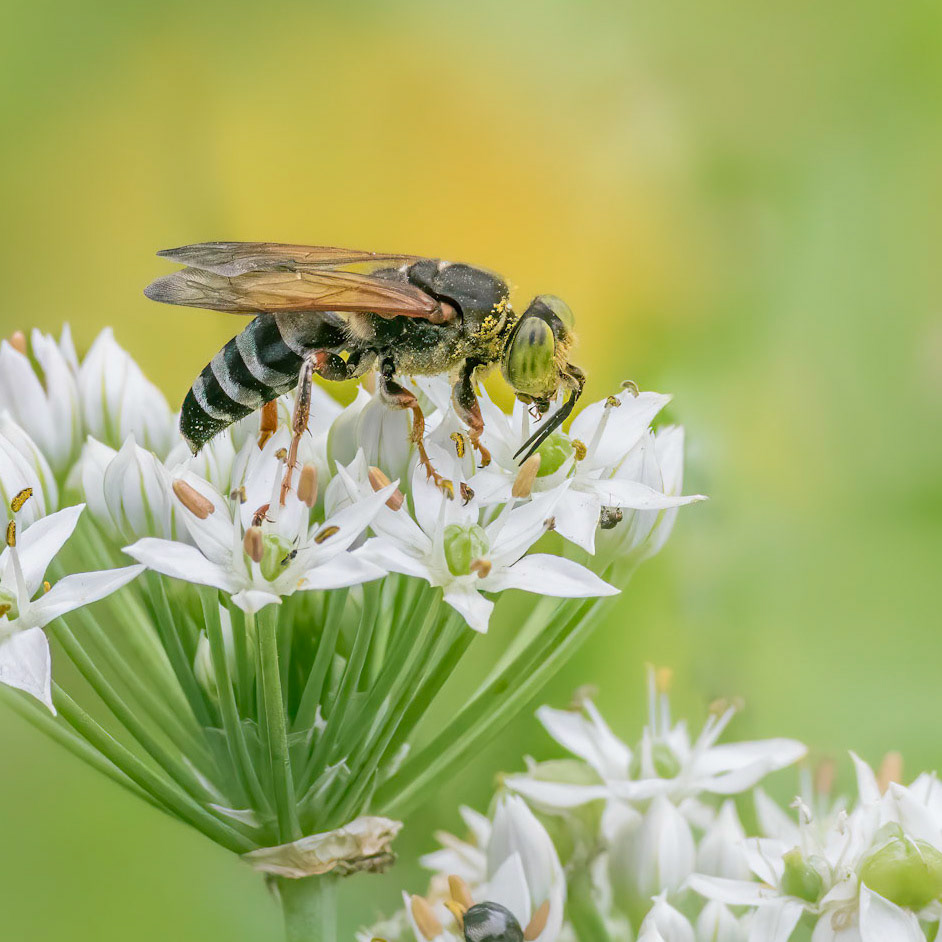 ??? bee on garlic 1, Brunswick County Botanical Gardens