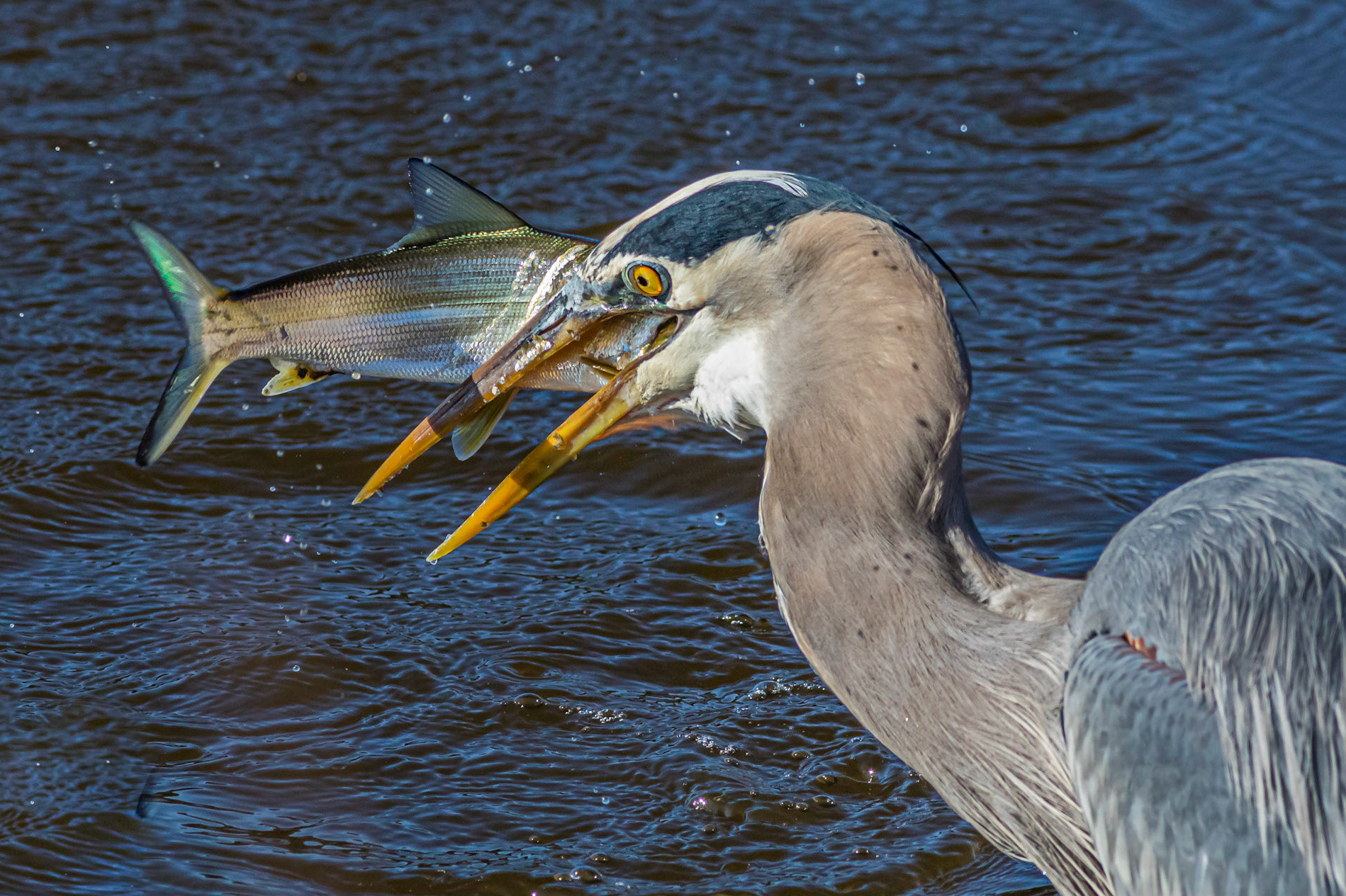 Great blue Heron 55, Huntington Beach State Park, SC