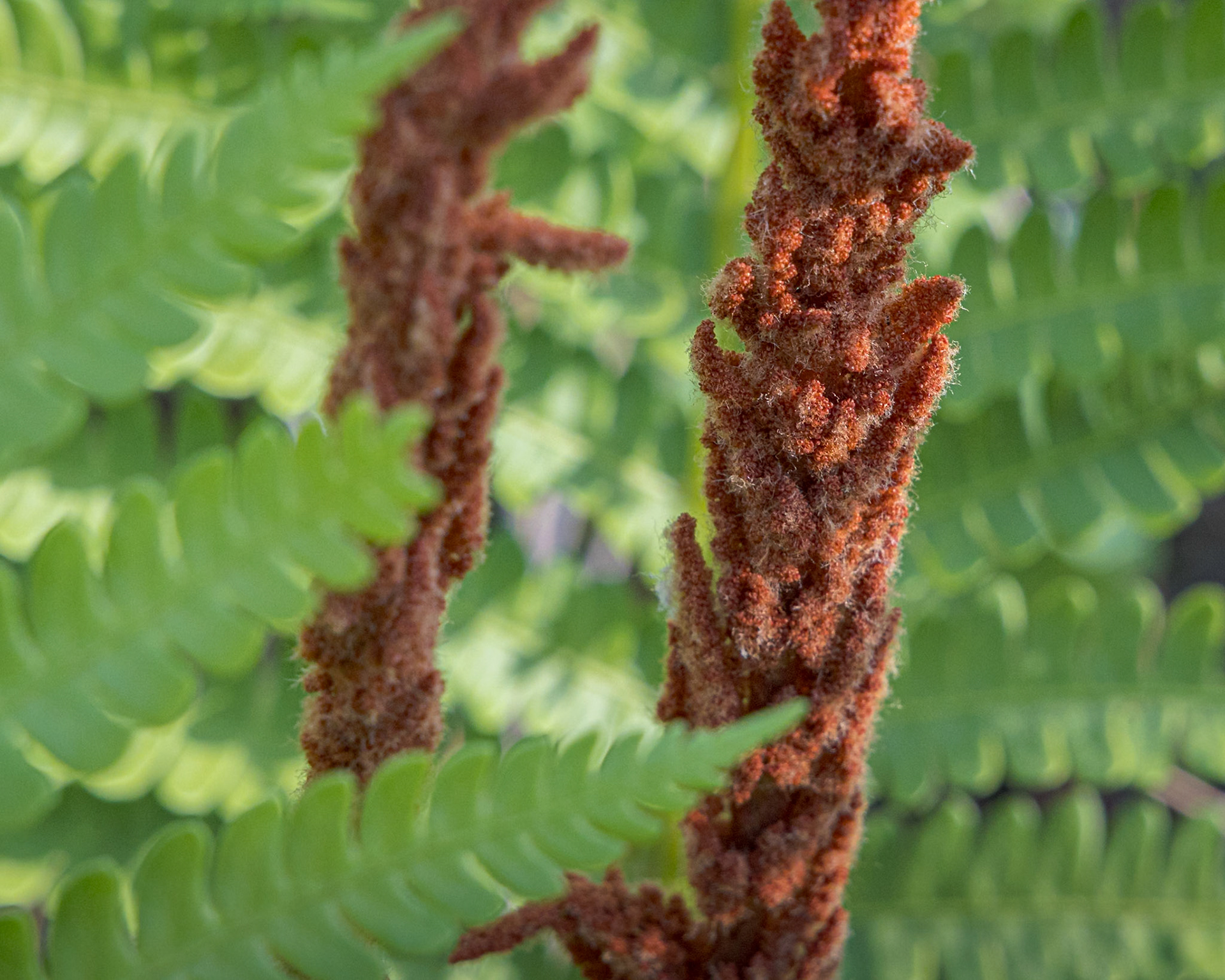 Cinnamon fern 8, Green Swamp Preserve
