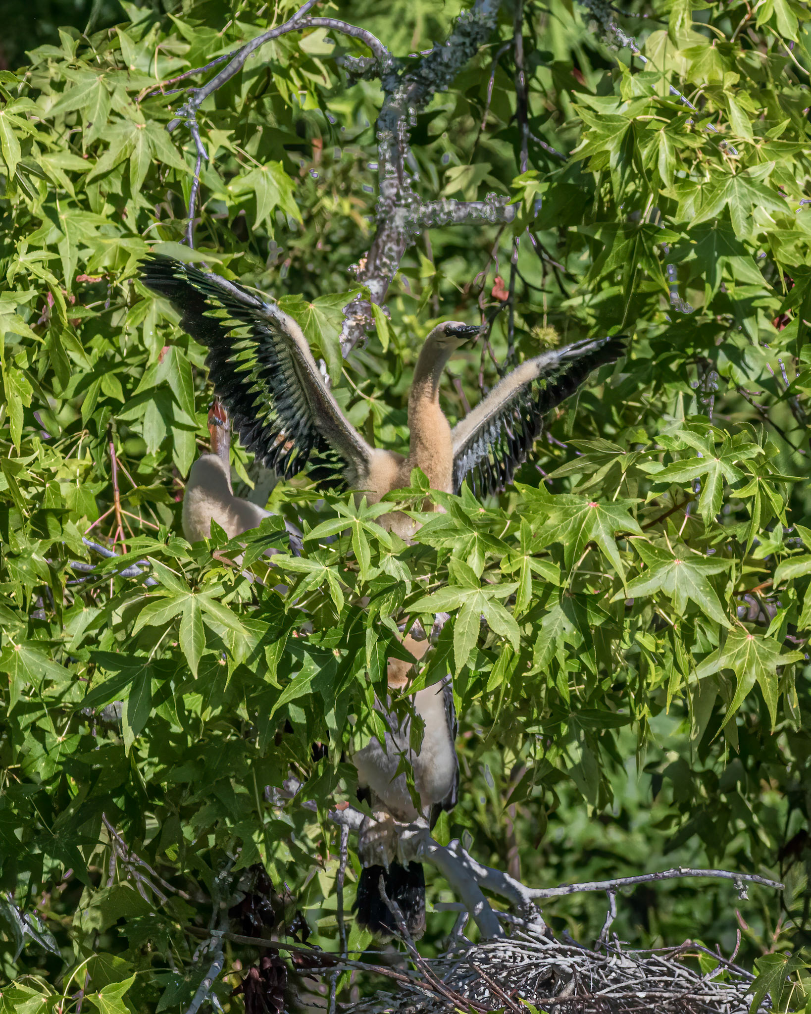 Anhinga nest 32, Sea Trail, Week of July 25, Nest 1