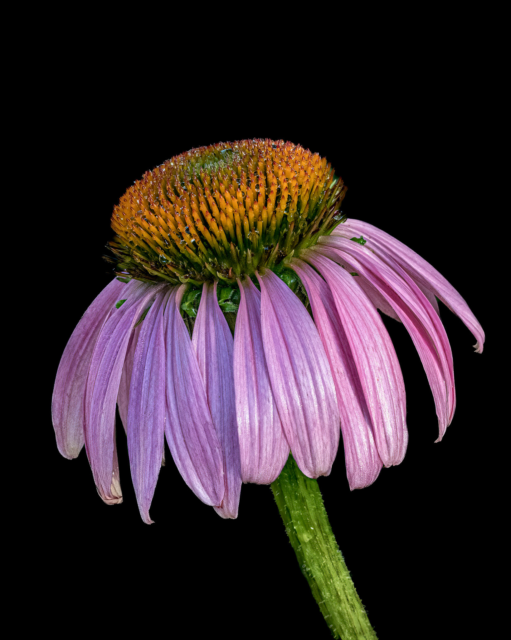 Coneflower 2, Brunswick County Botanical garden
