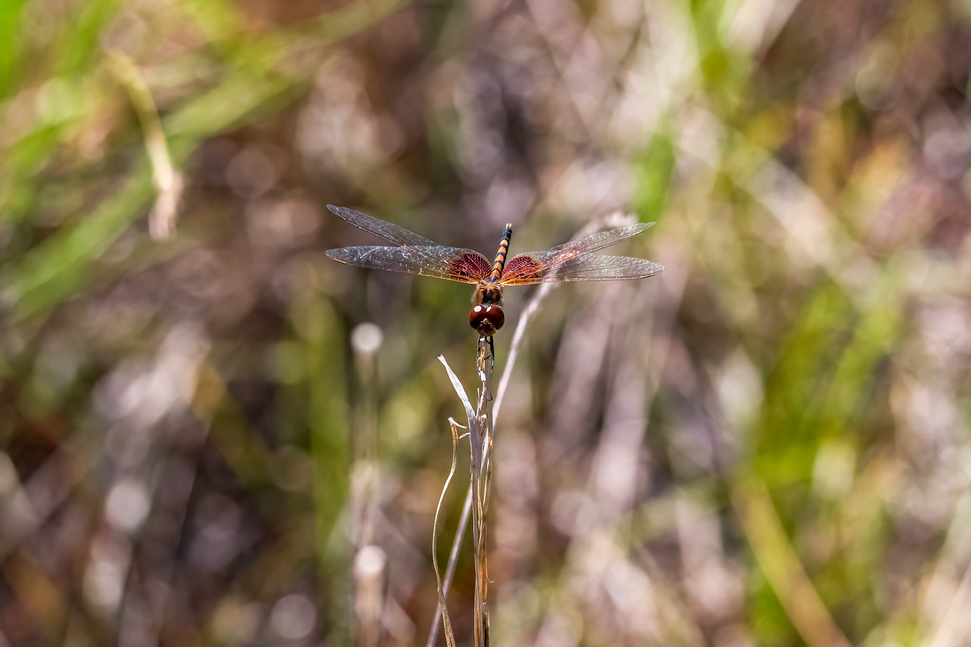 Amanda’s Pennant 1, Green Swamp