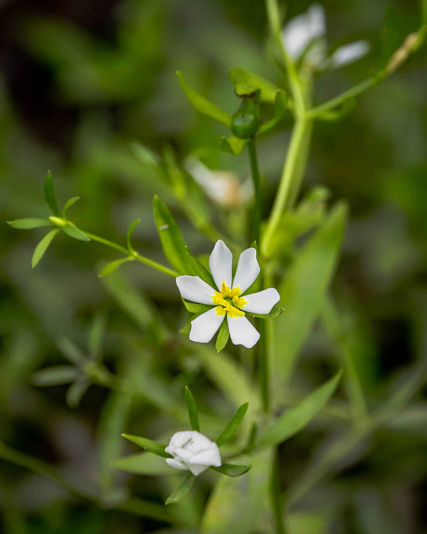 Coastal rose gentian 1, Greater Green Swamp Area