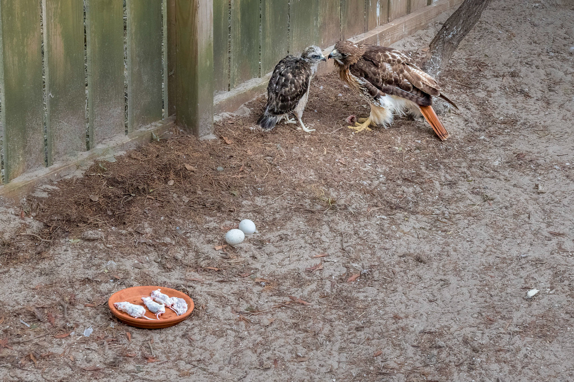 Red tailed hawk feeding red shouldered hawk 1, Sea Bisquit Wildlife Shelter