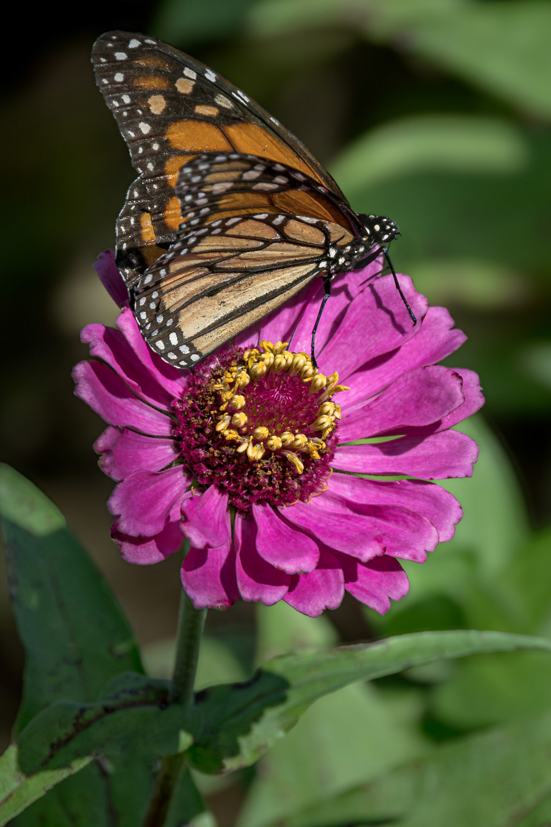 Monarch 18, Private home in Calabash, NC