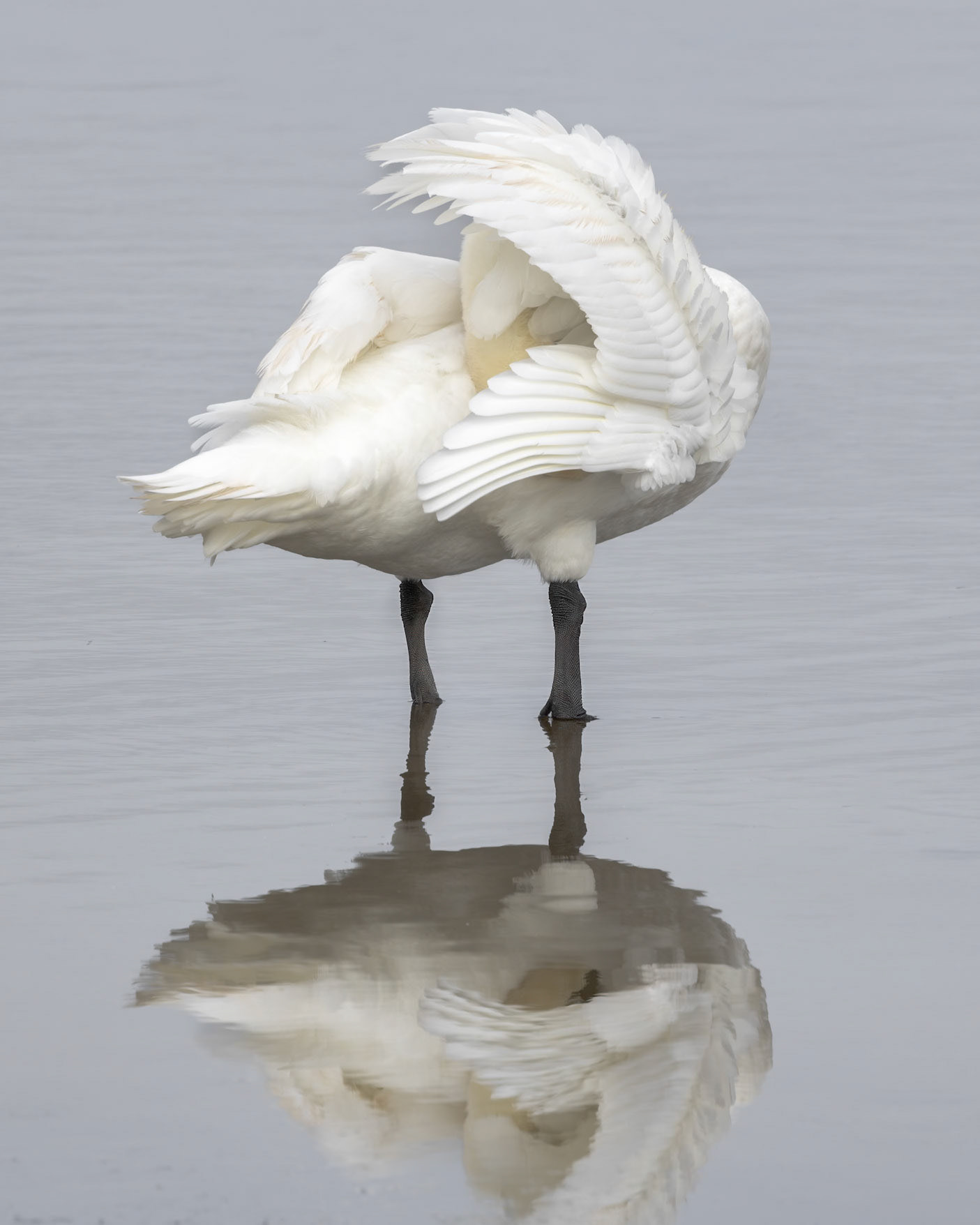 Mute swan 7, Huntington Beach State Park, SC