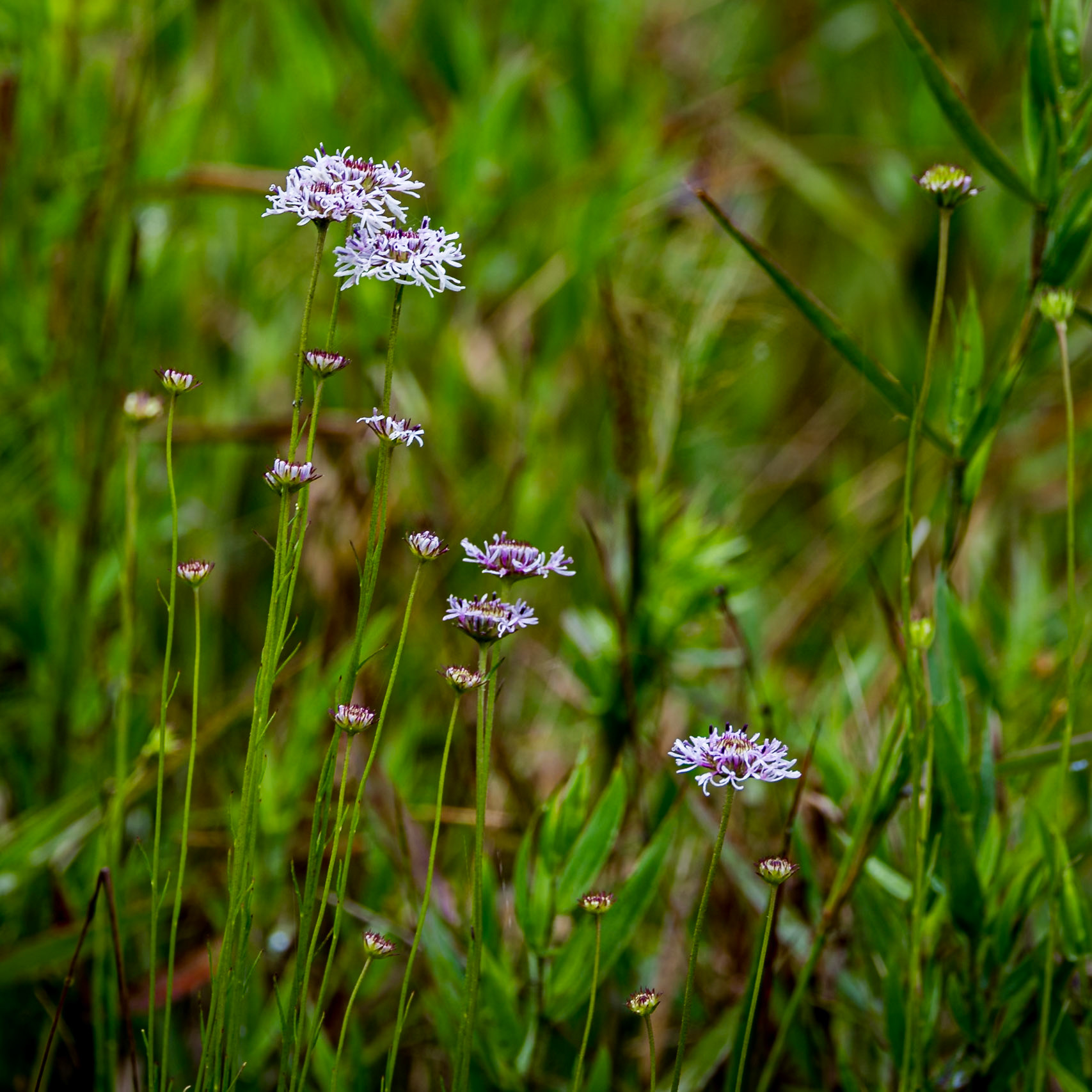 Barbara's buttons 6, Greater Green Swamp area