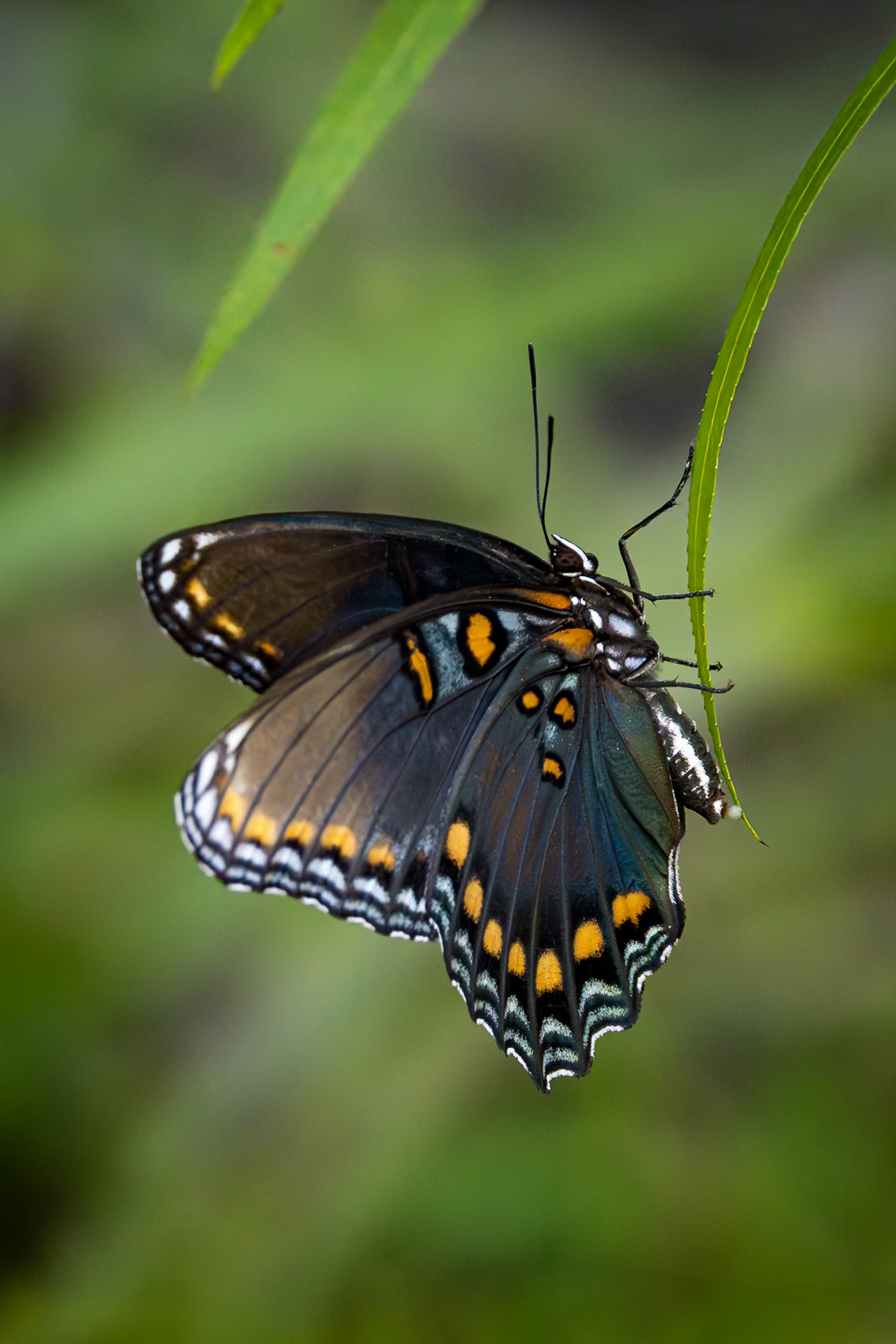 Red spotter purple butterfly laying egg, Greater Green Swamp area