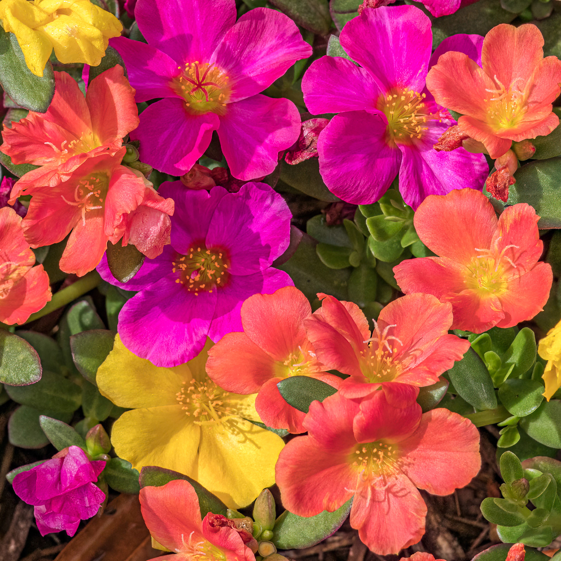 Portulaca, Brunswick County Botanical Gardens