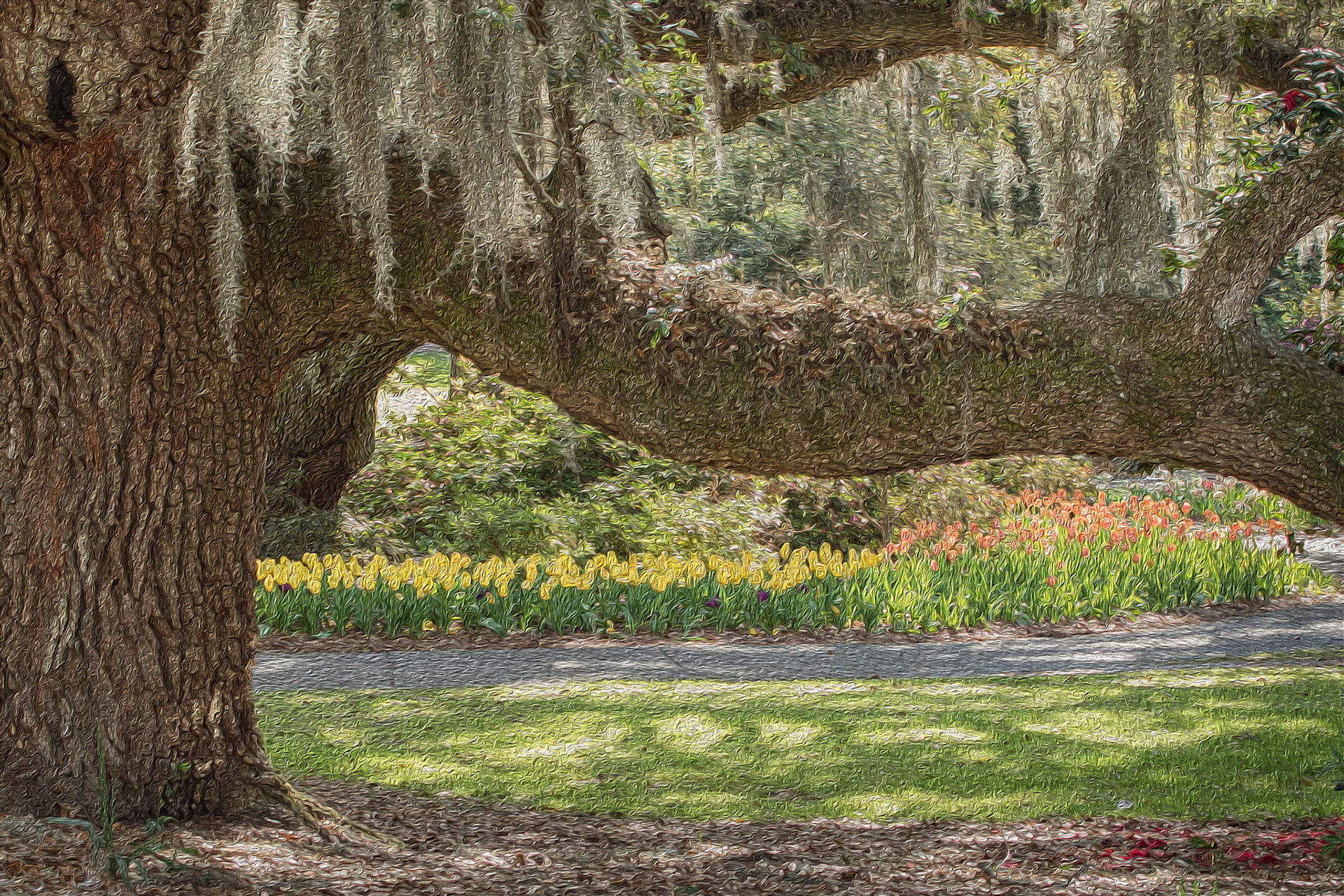 Oak and tulips, Airlie Gardens, Wilmington