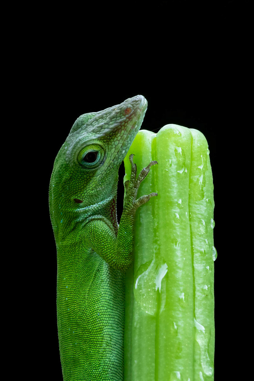 Anole 2, Brusnwick County Botanical Gardens
