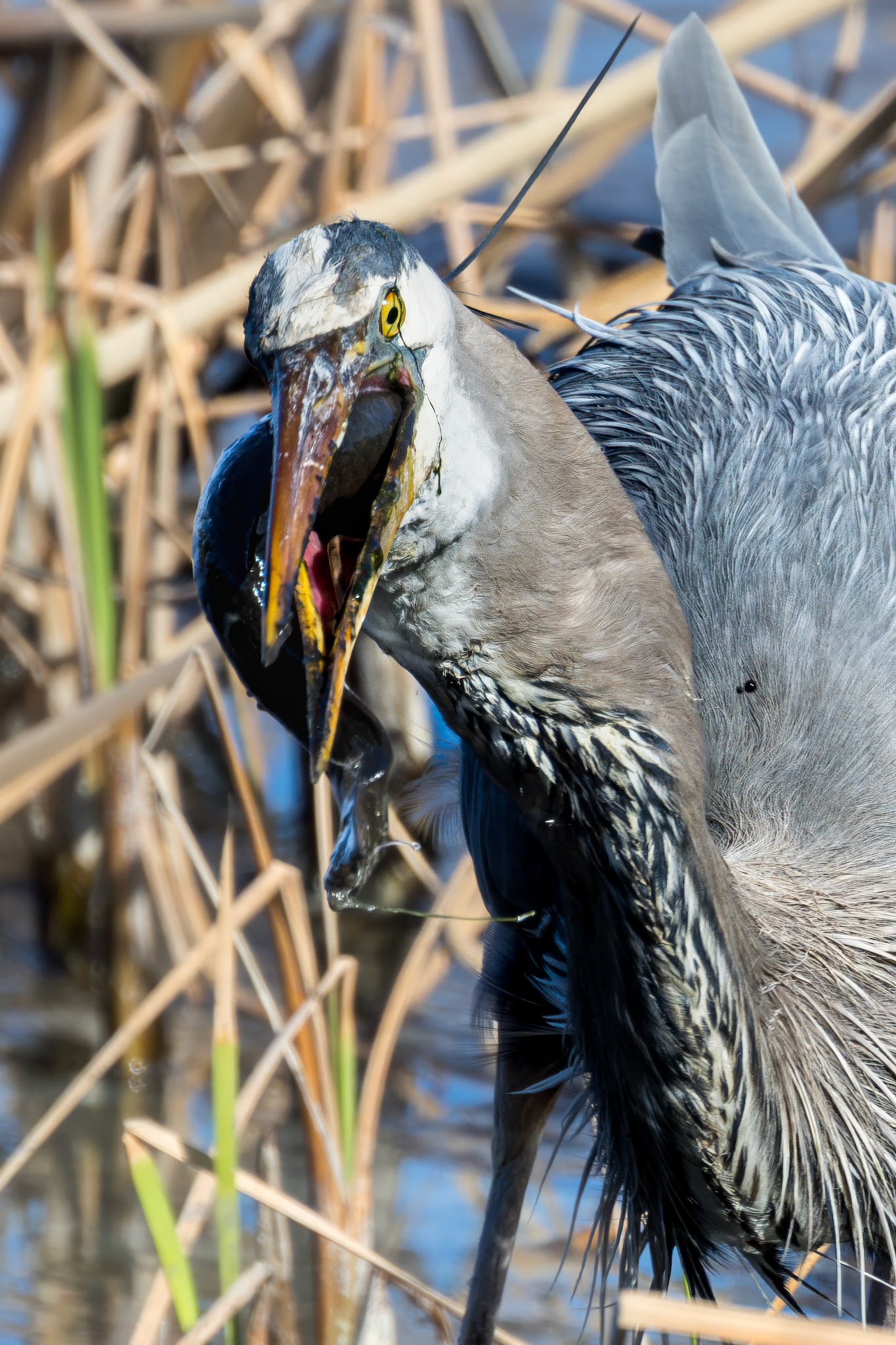 Great blue heron 82, Huntington Beach State Park, SC