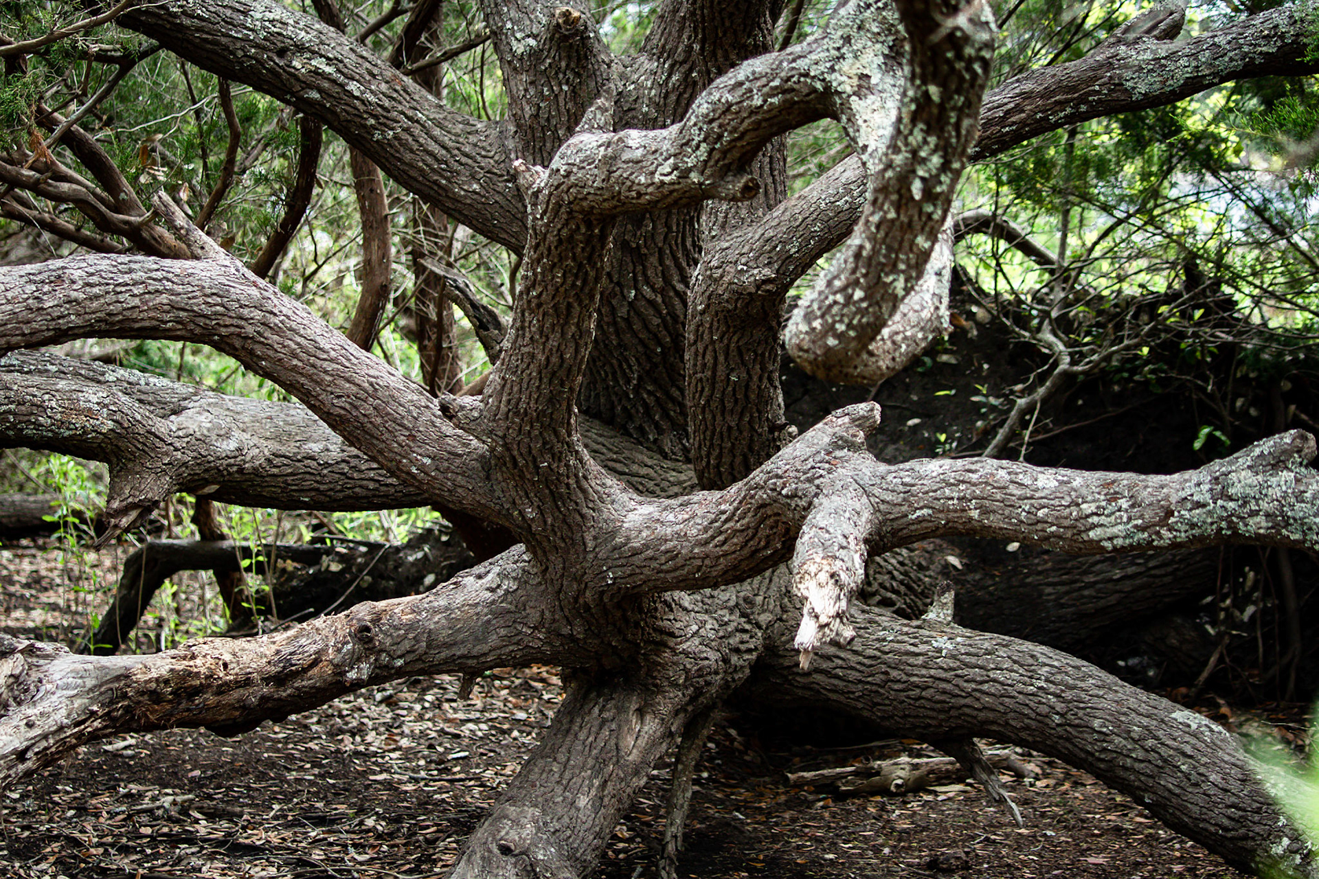 Vereen Gardens 1, Calabash