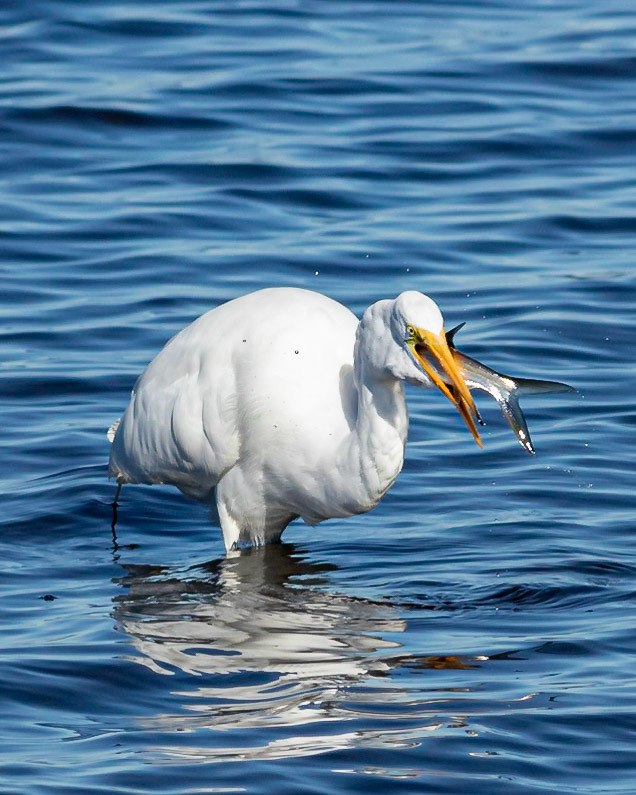 Great egret 28, Huntington Beach SC