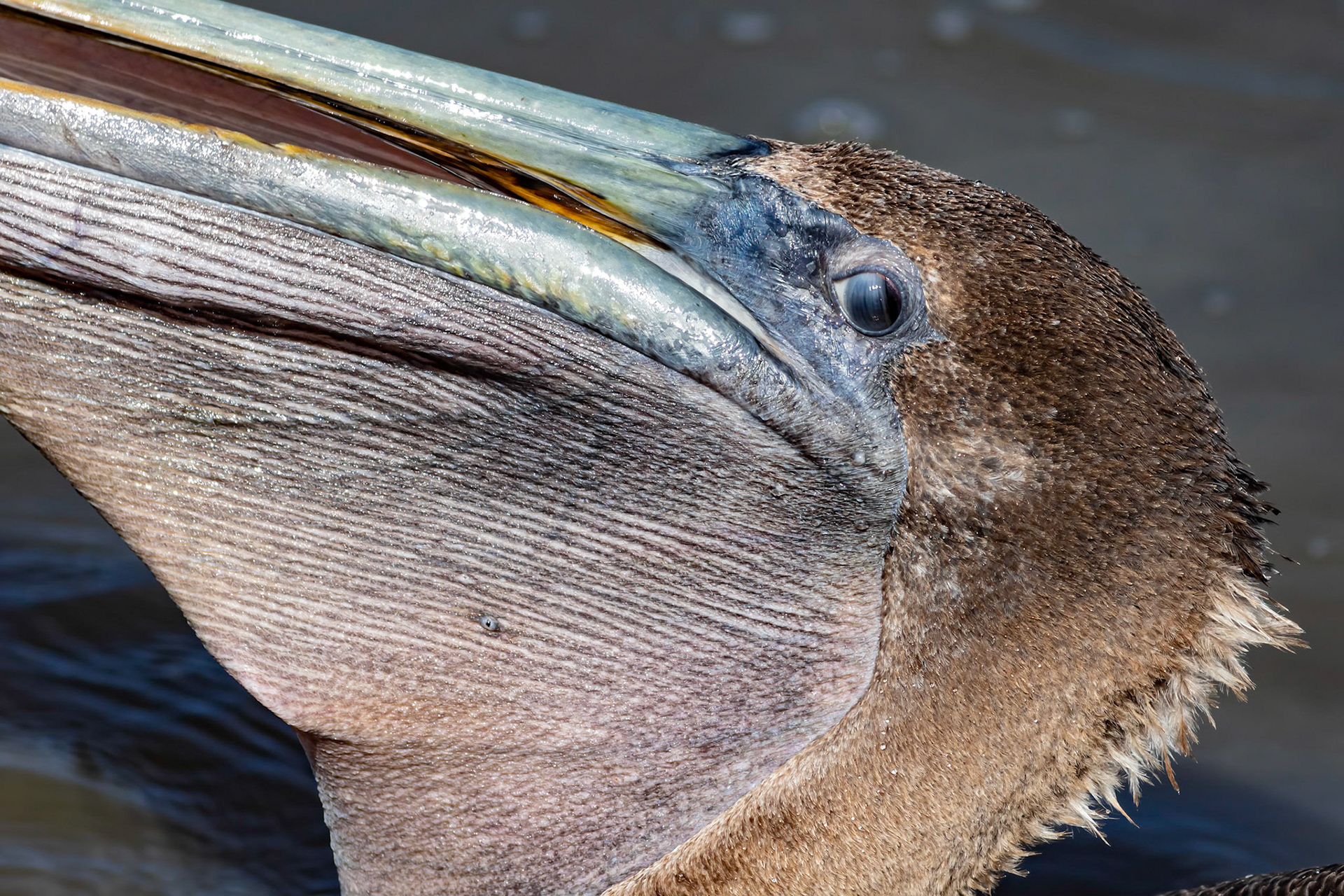 Pelicans 28, Huntington Beach State Park, SC