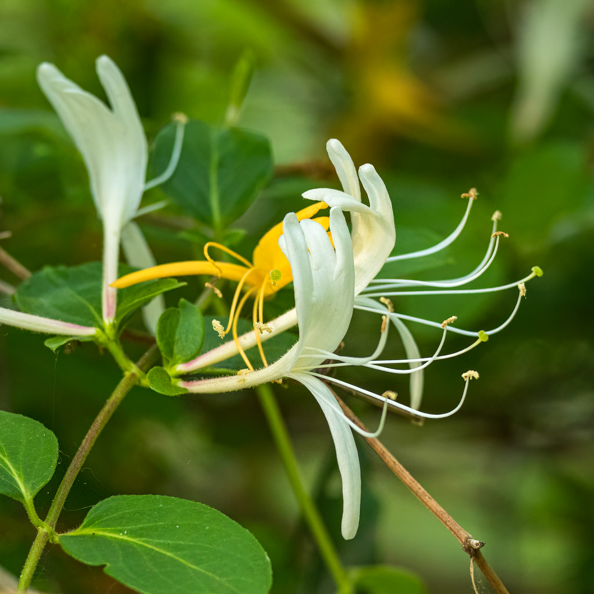 Honeysuckle 1, Huntington Beach State Park, SC